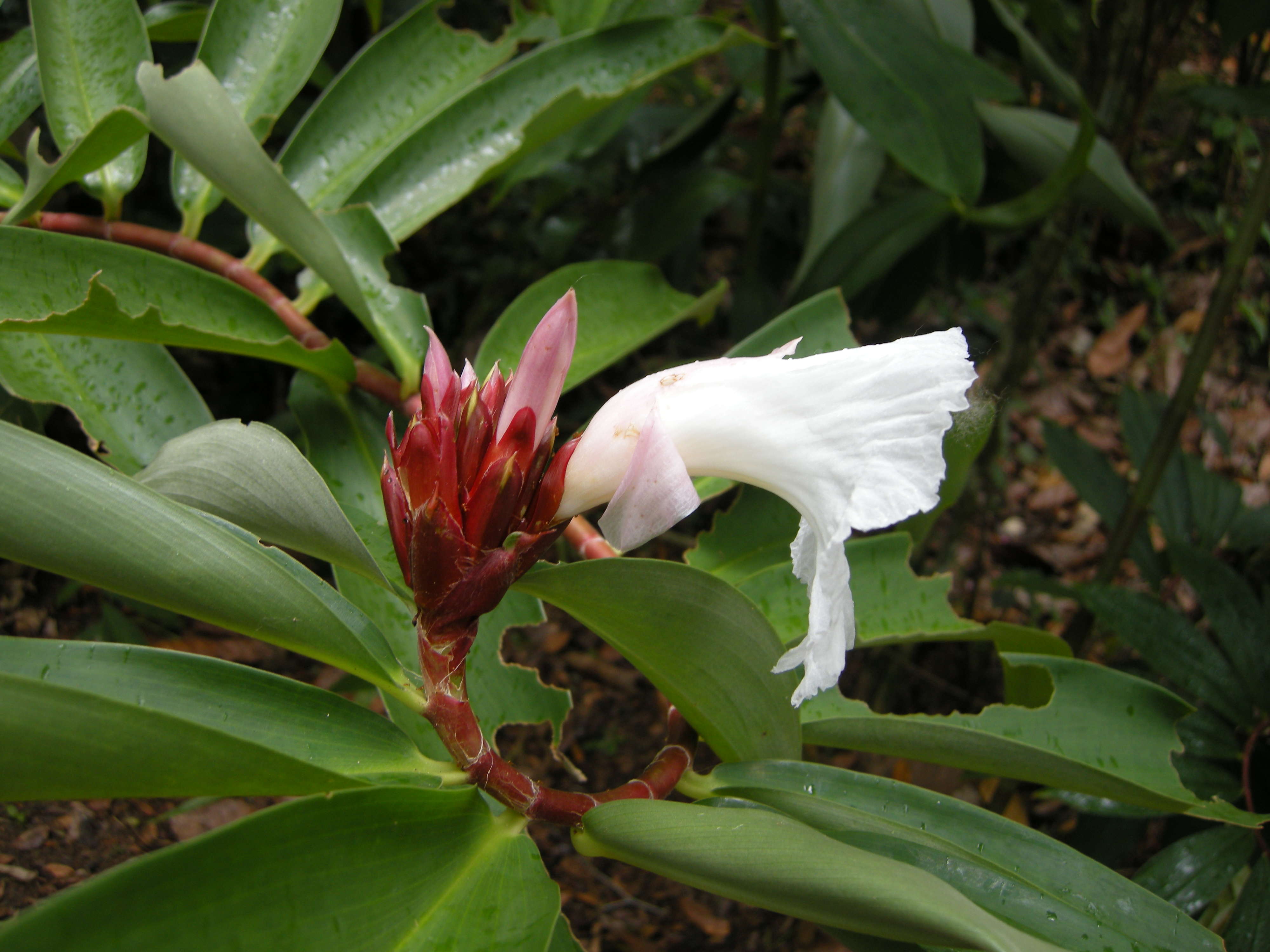 Cheilocostus_speciosus