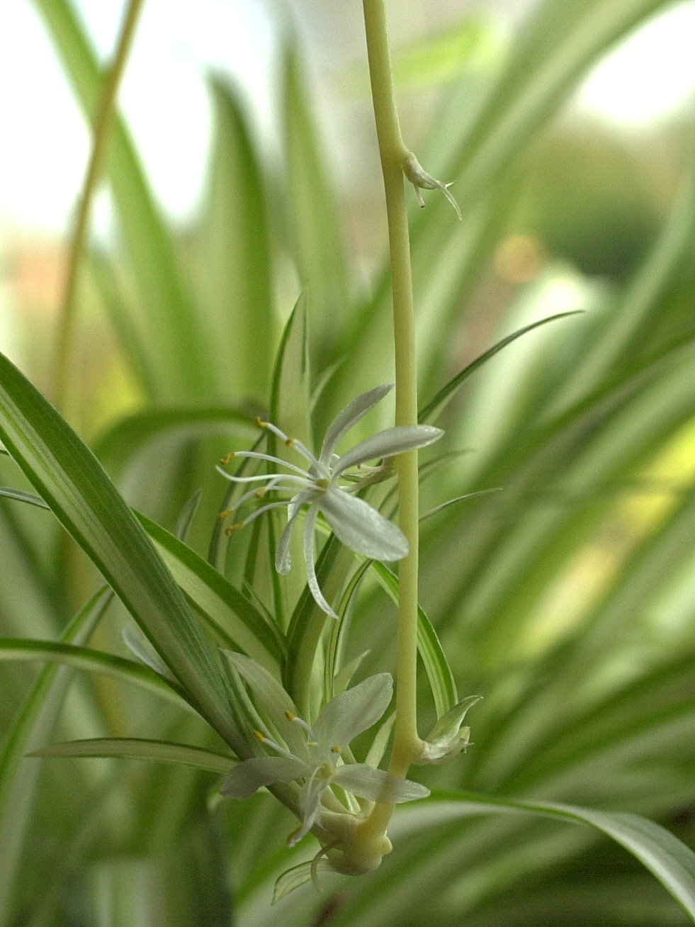chlorophytum_comosum3md