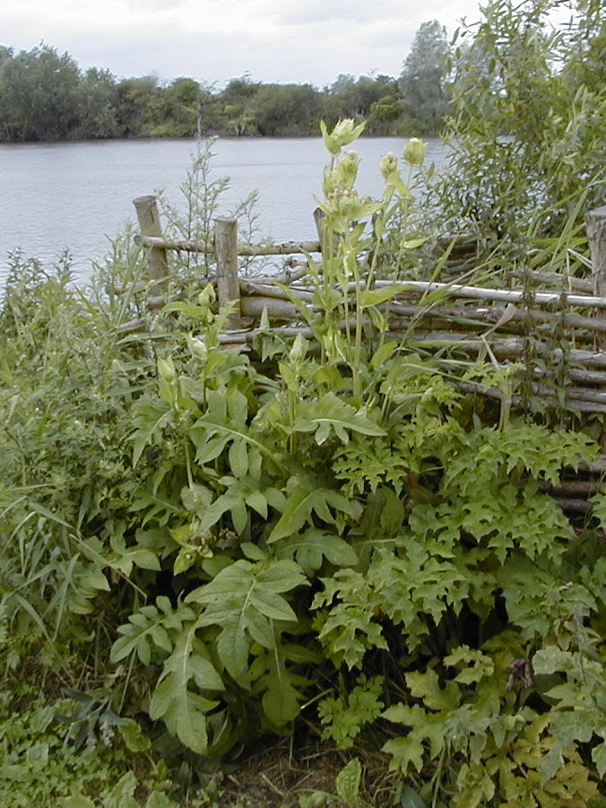 Afficher le média cirsium_oleraceum1amd cirsium_oleraceum1amd