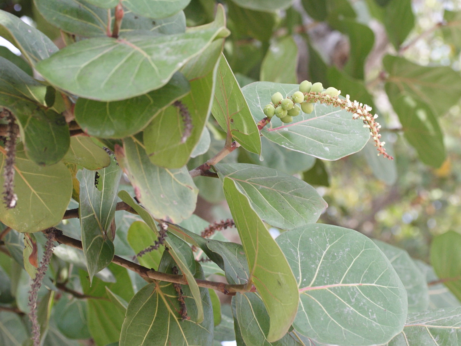 coccoloba_uvifera5md