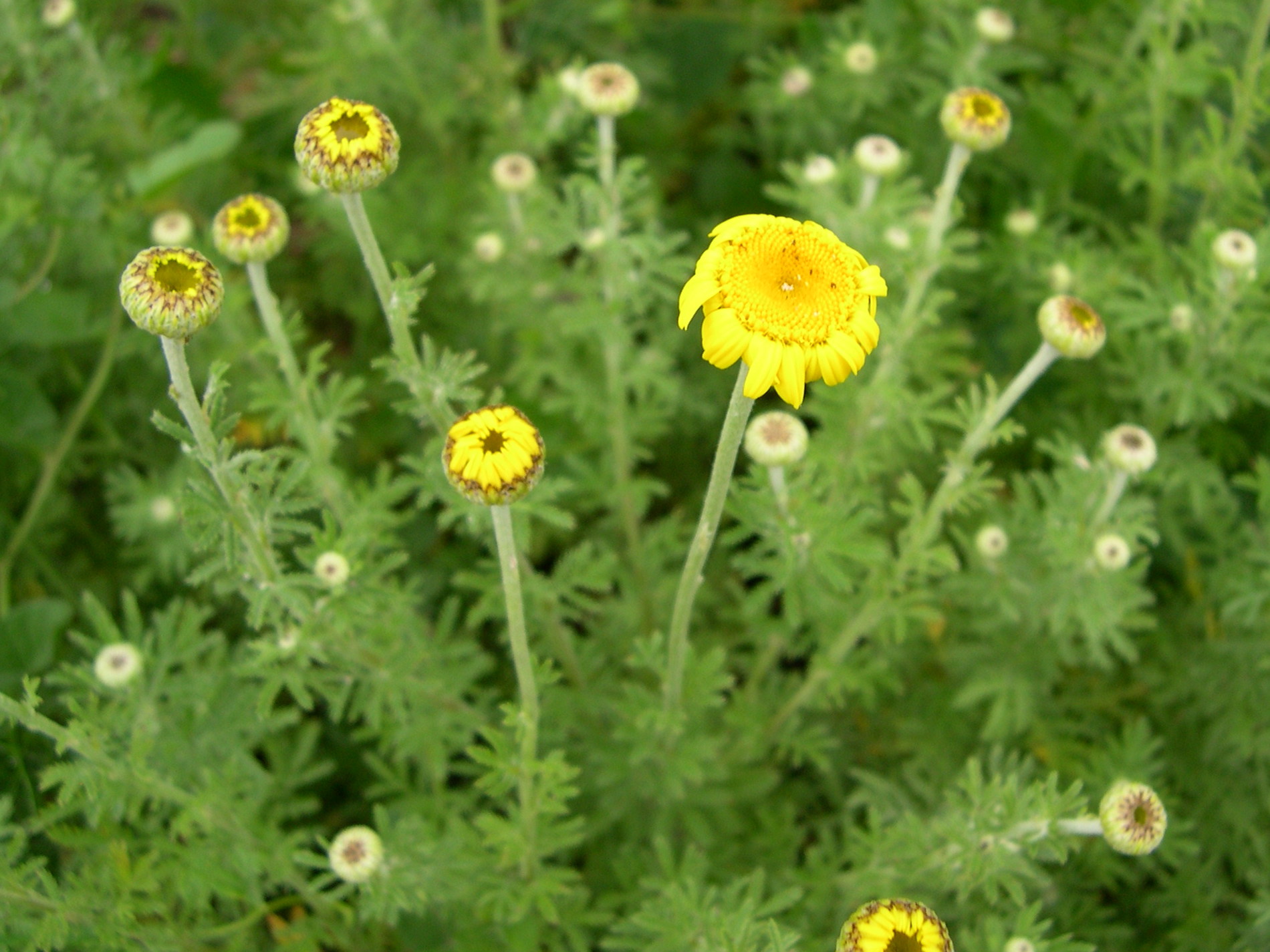 Afficher le média cota_tinctoria2a cota_tinctoria2a