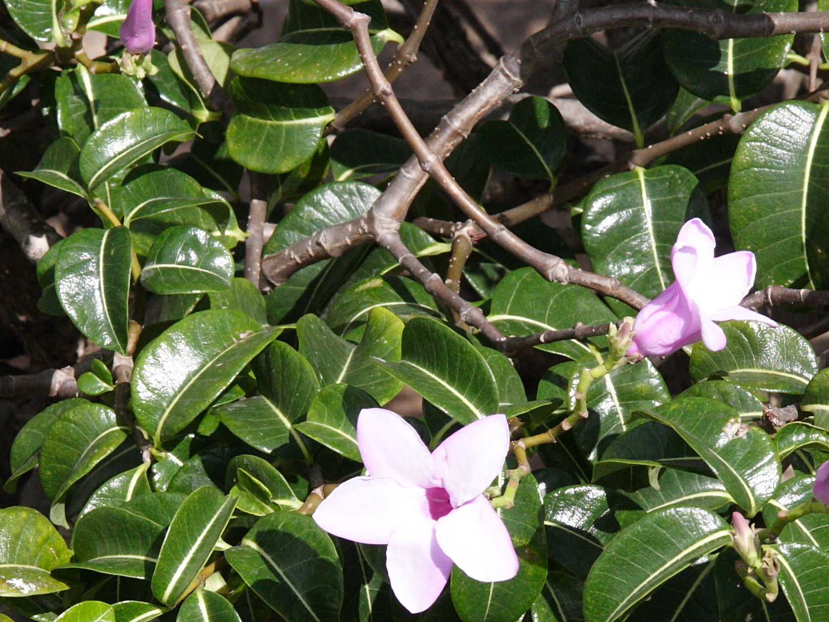 Cryptostegia_madagascariensis