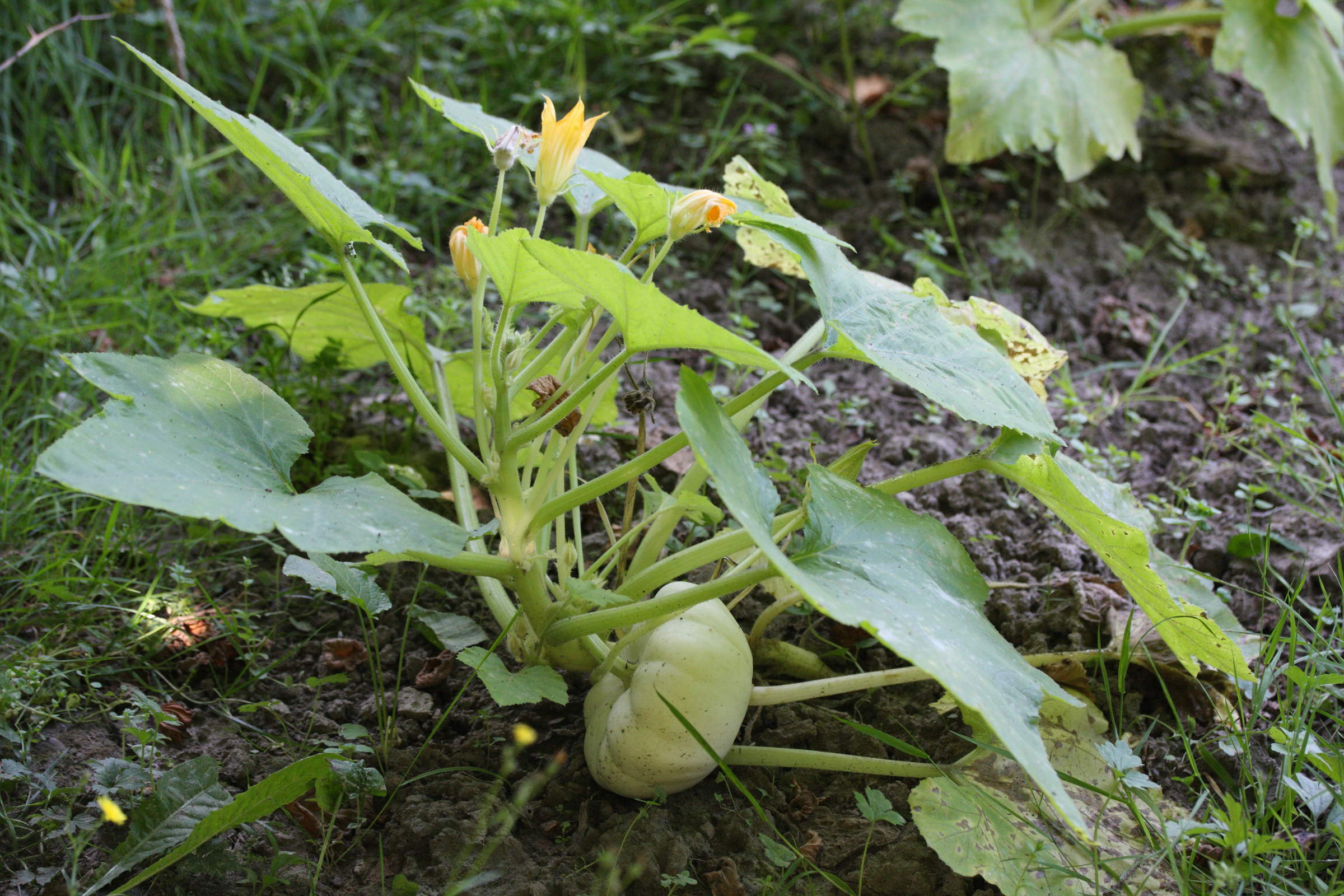 Afficher le média cucurbita_pepo_ovifera1md cucurbita_pepo_ovifera1md