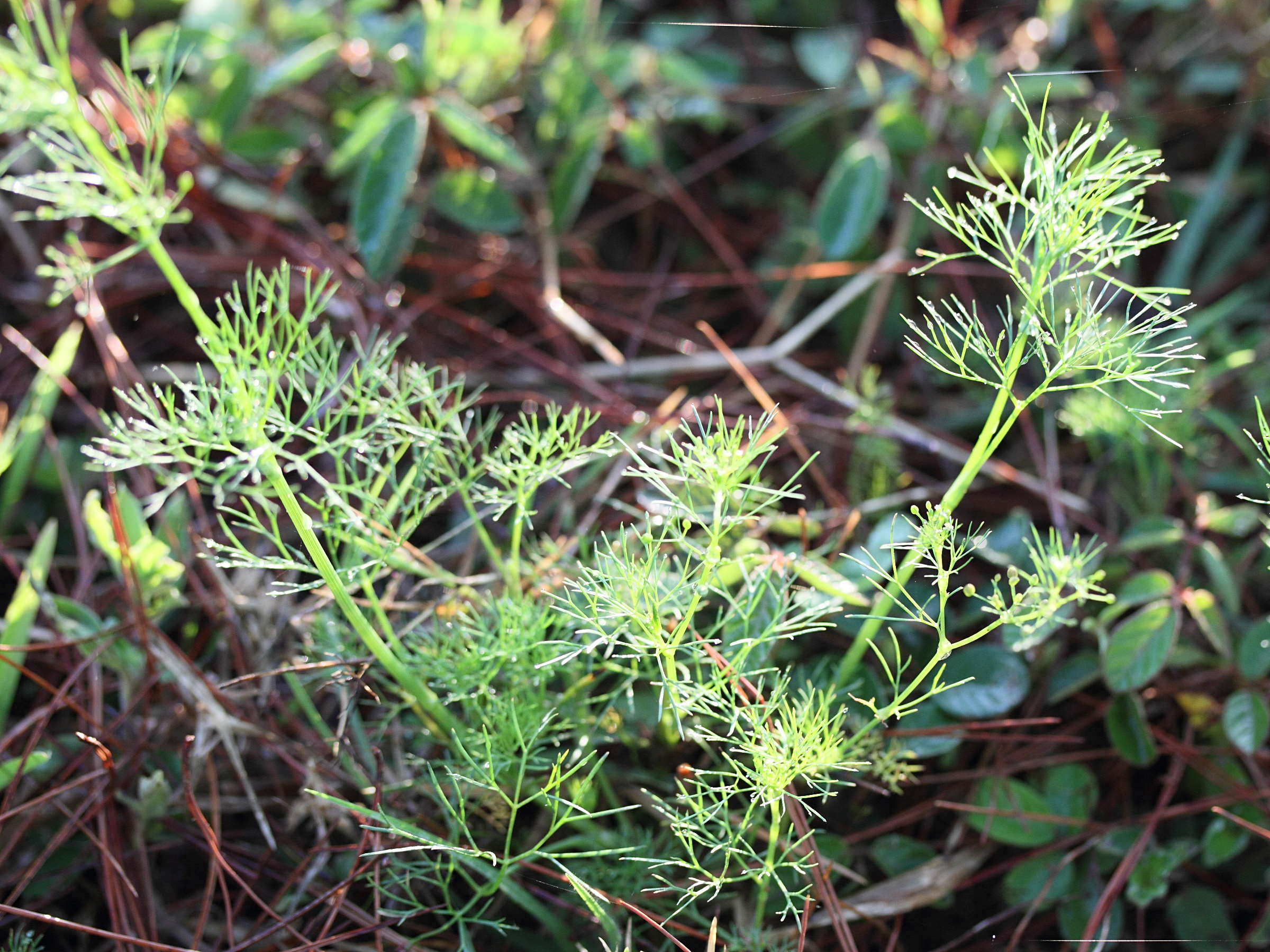 cyclospermum_leptophyllum5md