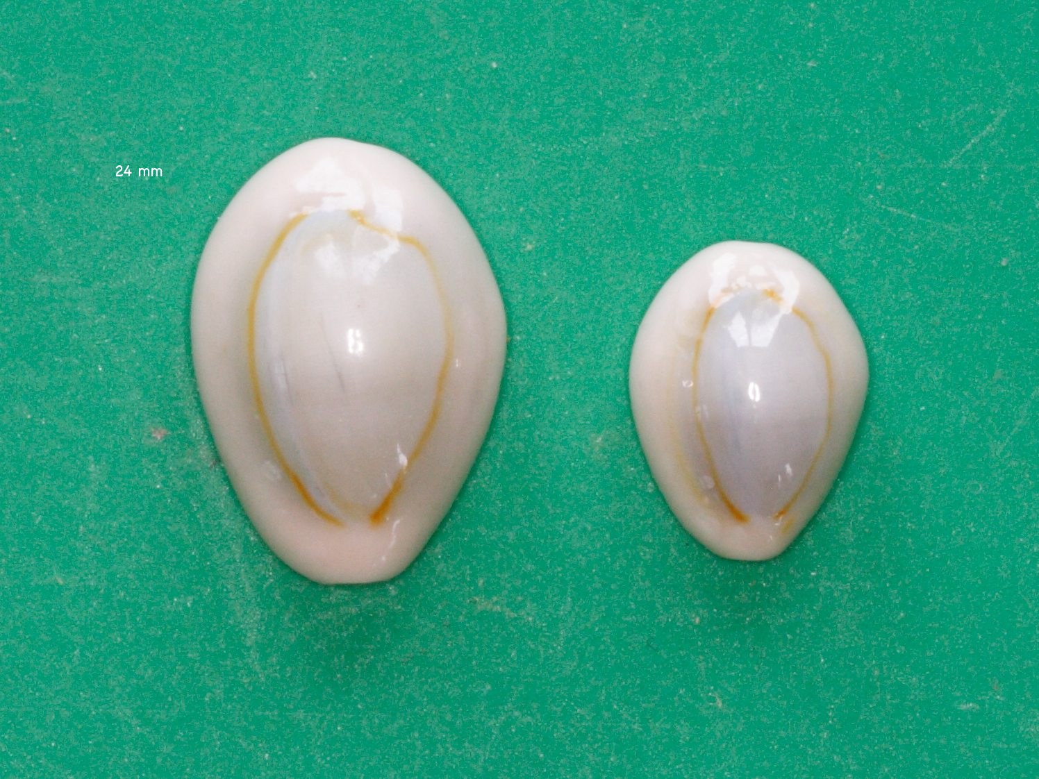 cypraea_annulus1md