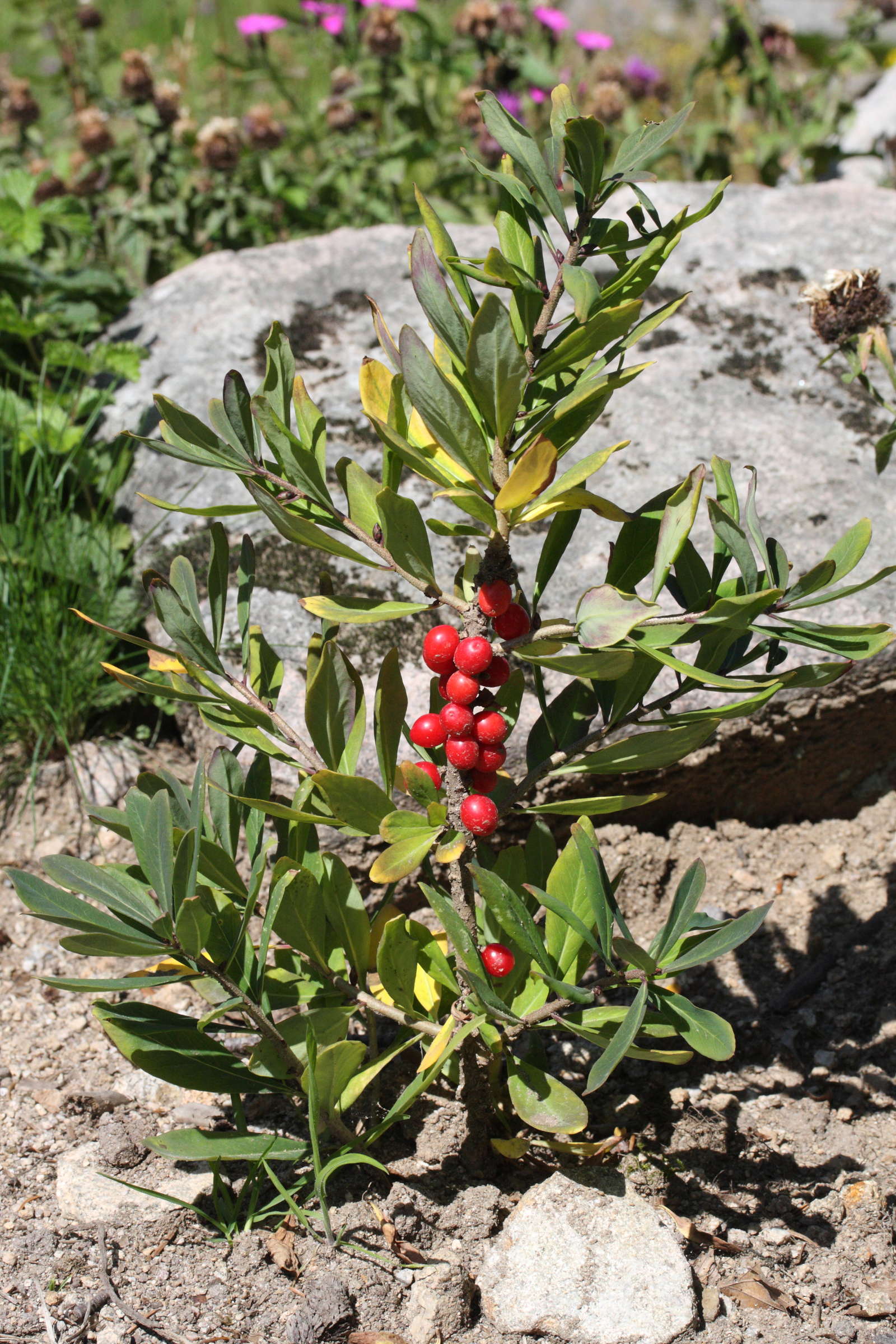 daphne_mezereum1md