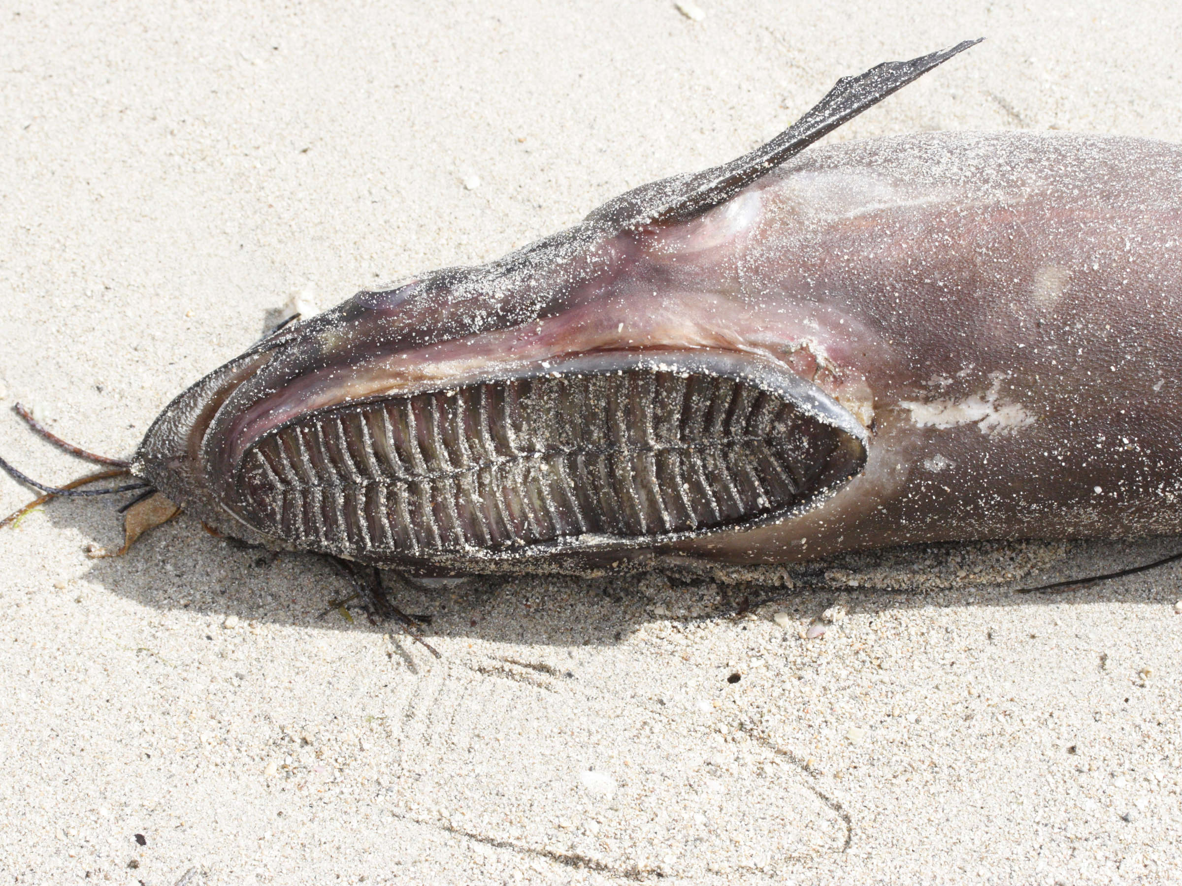 echeneis_naucrates4md