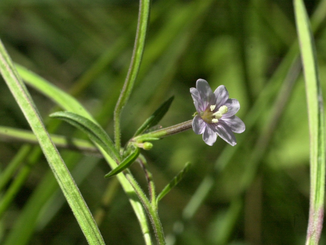 Afficher le média epilobium_palustre4md epilobium_palustre4md