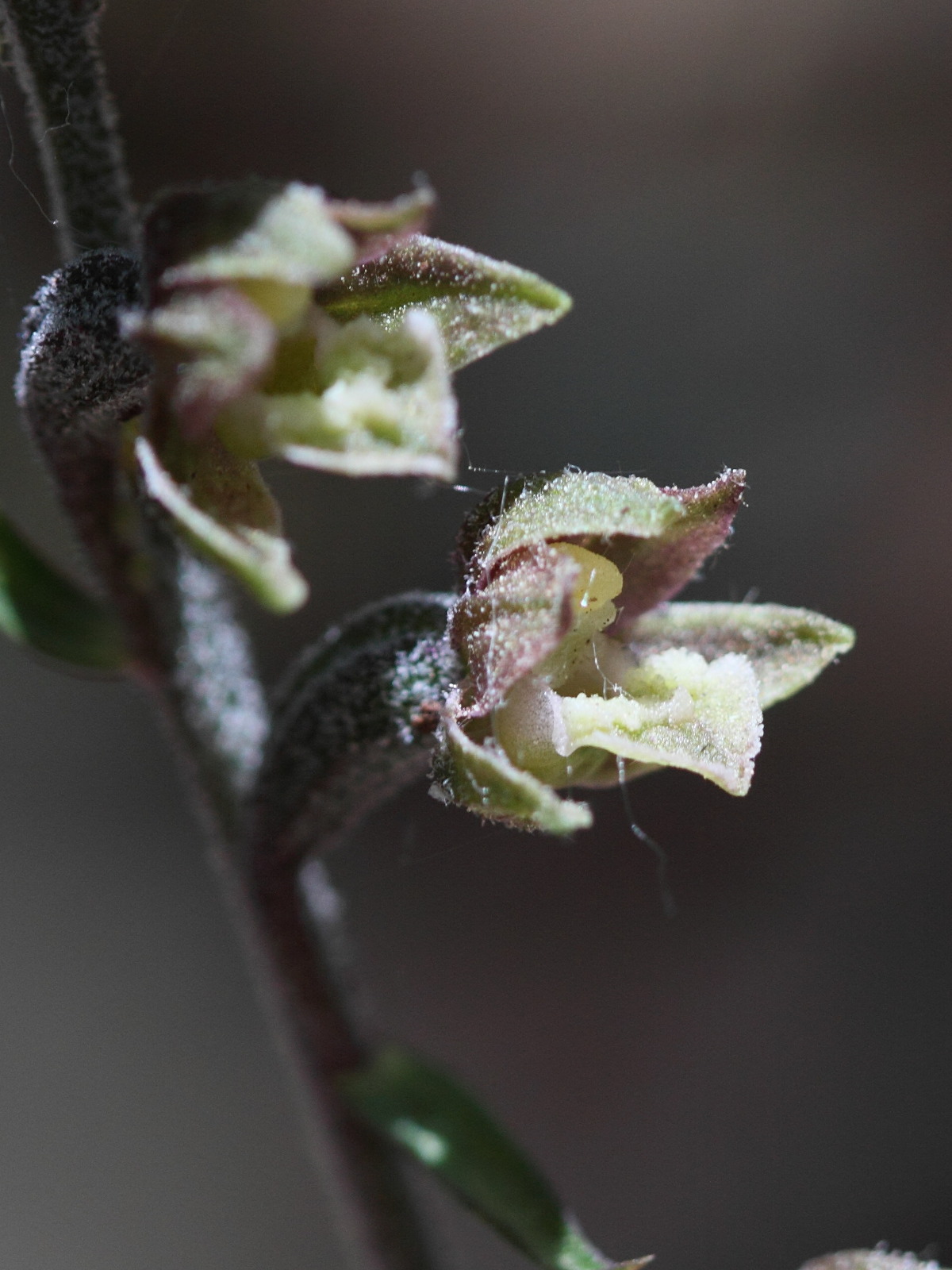 epipactis_microphylla3bd