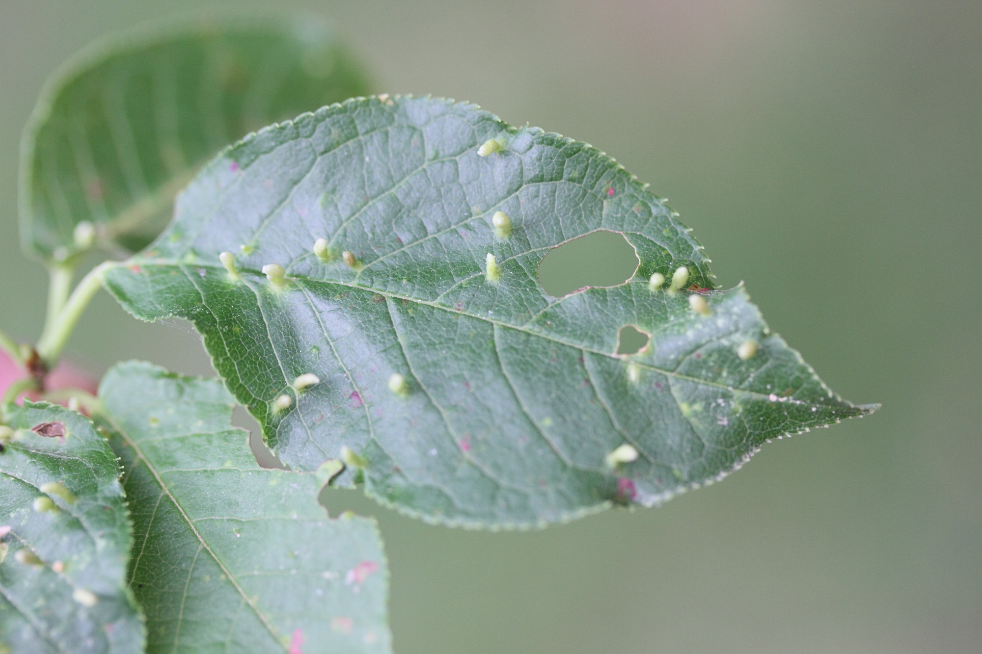 Afficher le média eriophyes_padi_galle1md eriophyes_padi_galle1md