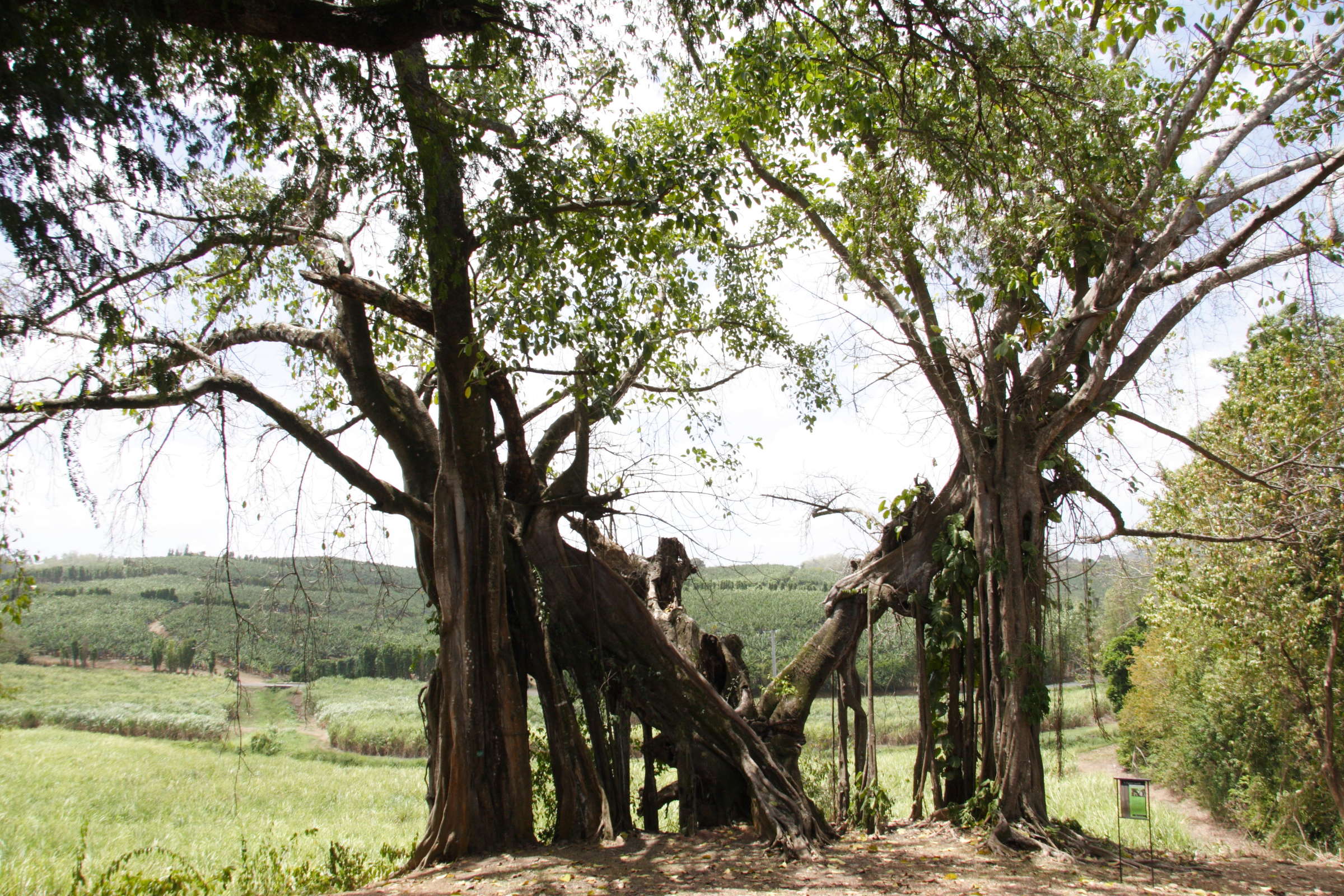 Afficher le média ficus_nymphaeifolia1md ficus_nymphaeifolia1md