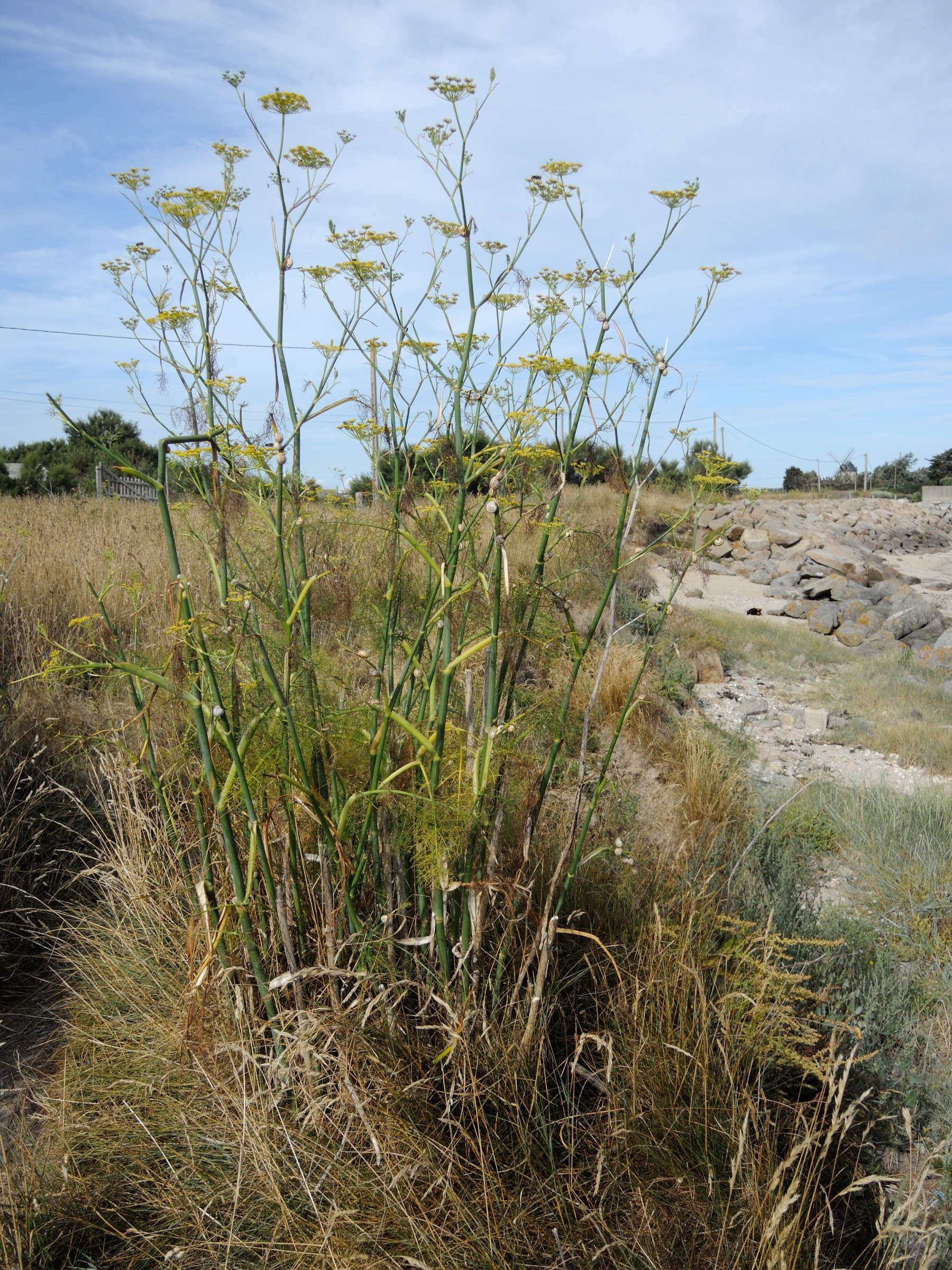 foeniculum_vulgare2md
