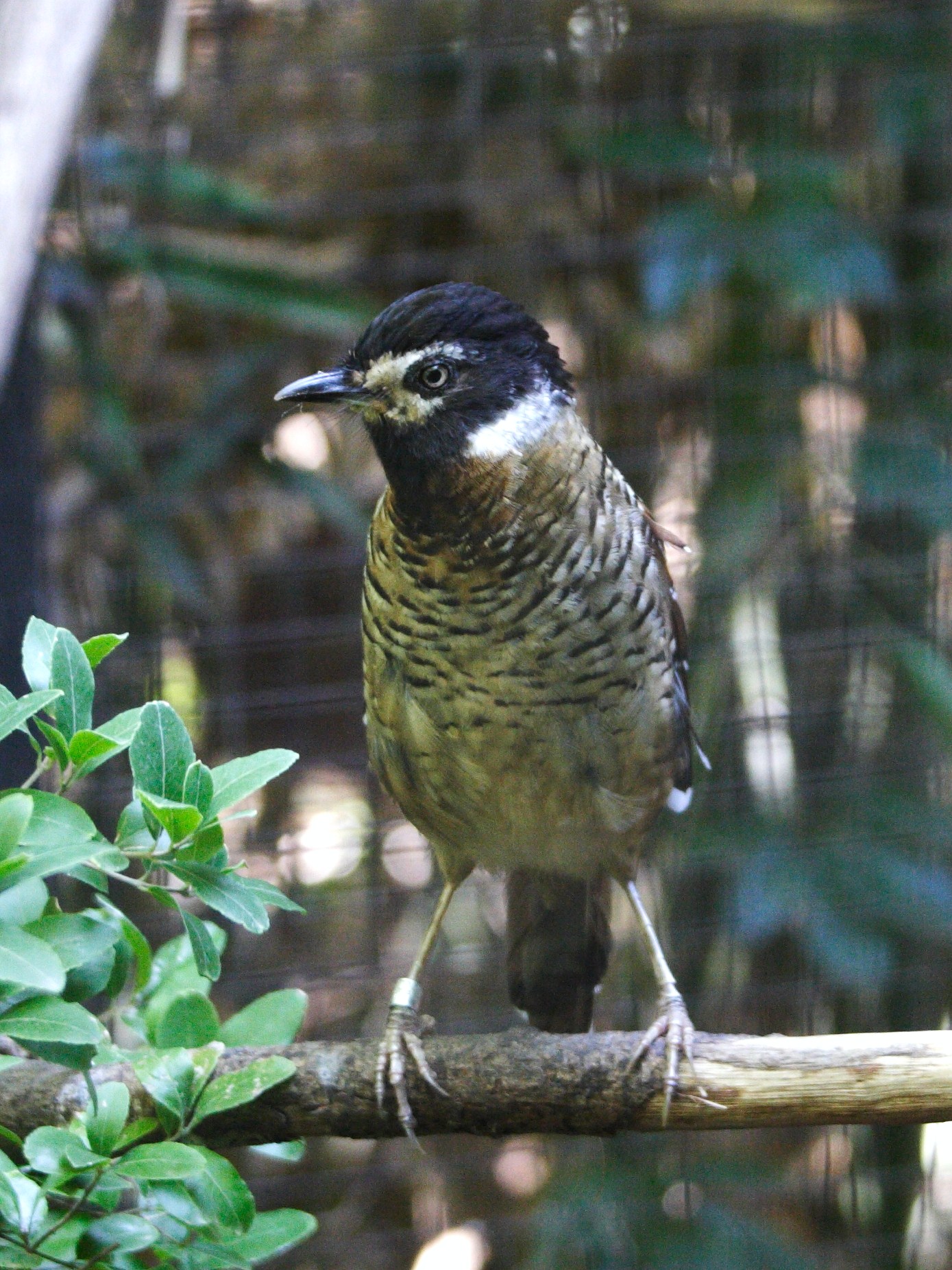 Afficher le média garruylaxe_ocelle_-_garrulax_ocellatus2md garruylaxe_ocelle_-_garrulax_ocellatus2md