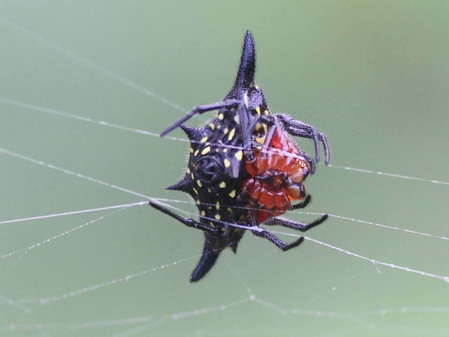 gasteracantha_rhomboidea_comorensis2md