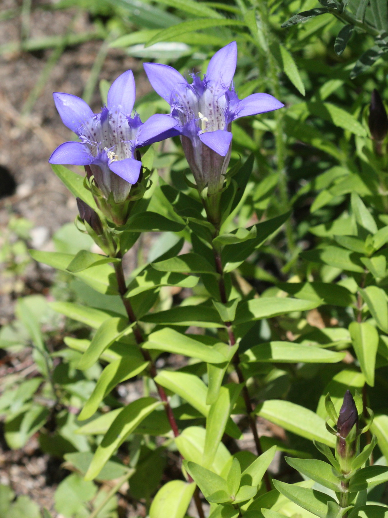gentiana_freyniana1sd