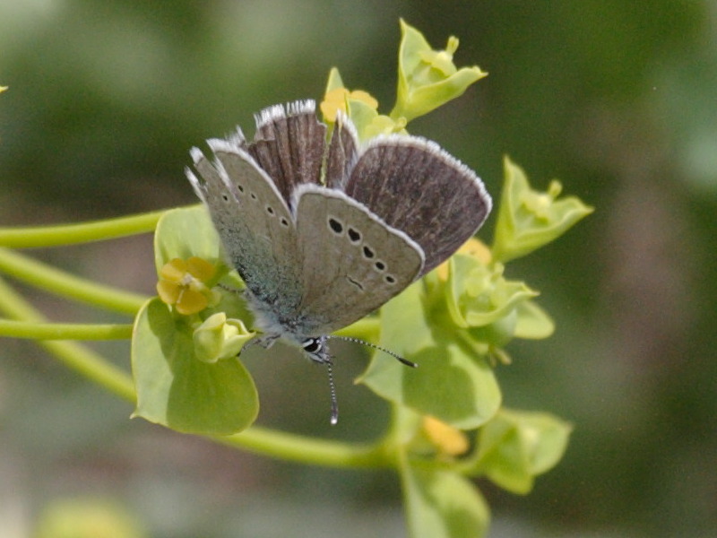 glaucopsyche_melanops2bd