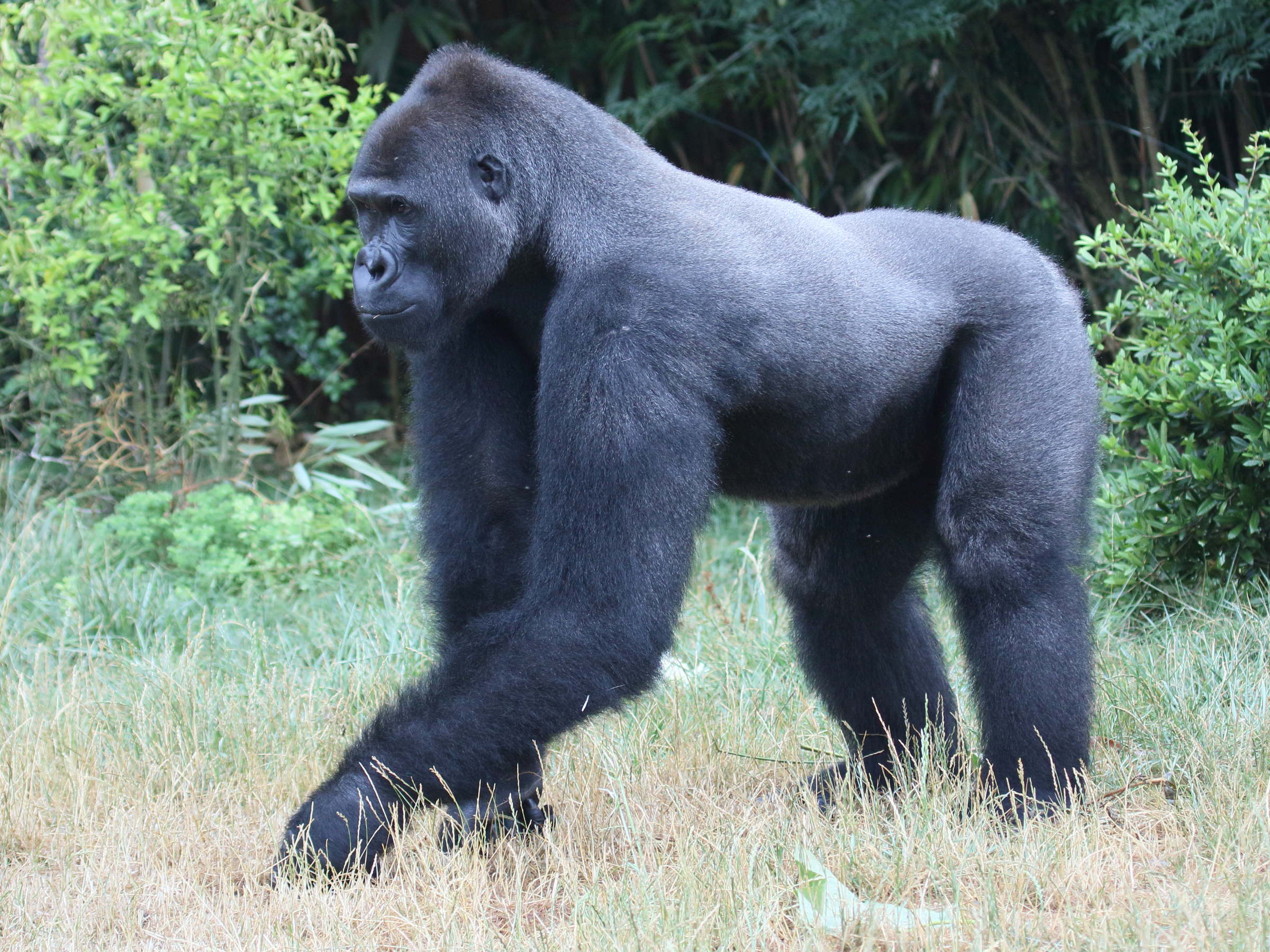 gorilla_gorilla_gorilla1bd