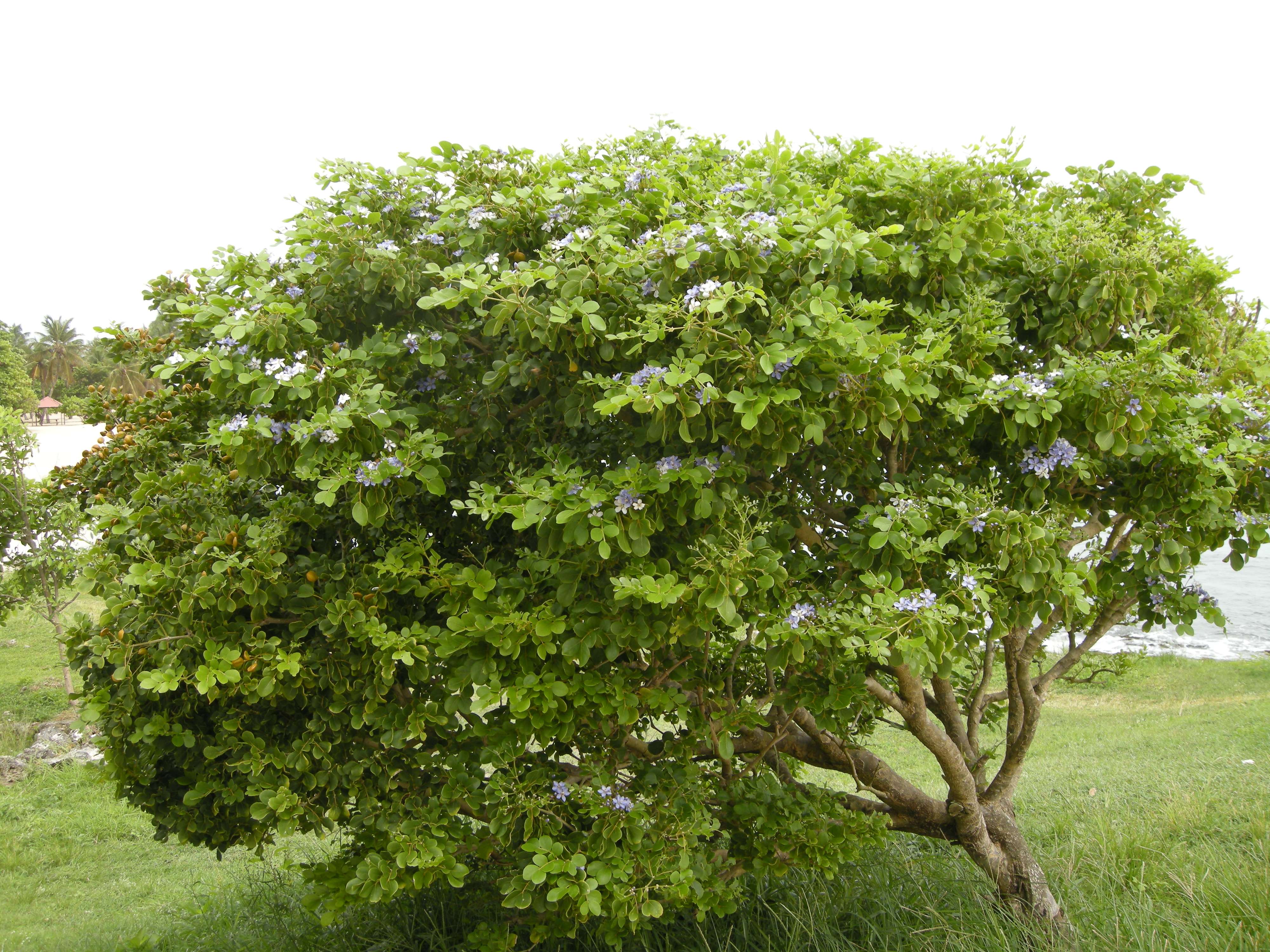 Afficher le média guaiacum_officinale3md guaiacum_officinale3md