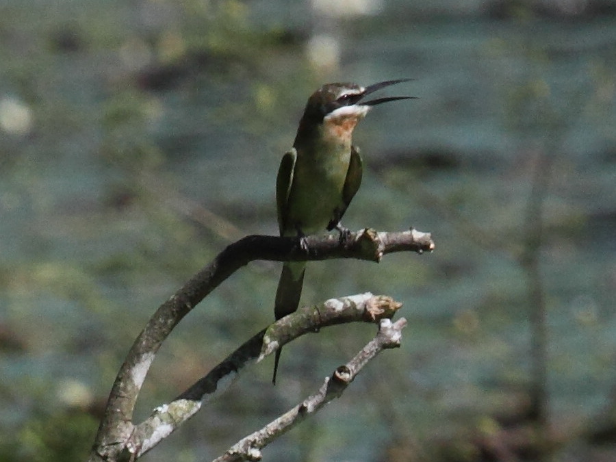 guepier_de_madagascar_-_merops_superciliosus2bd