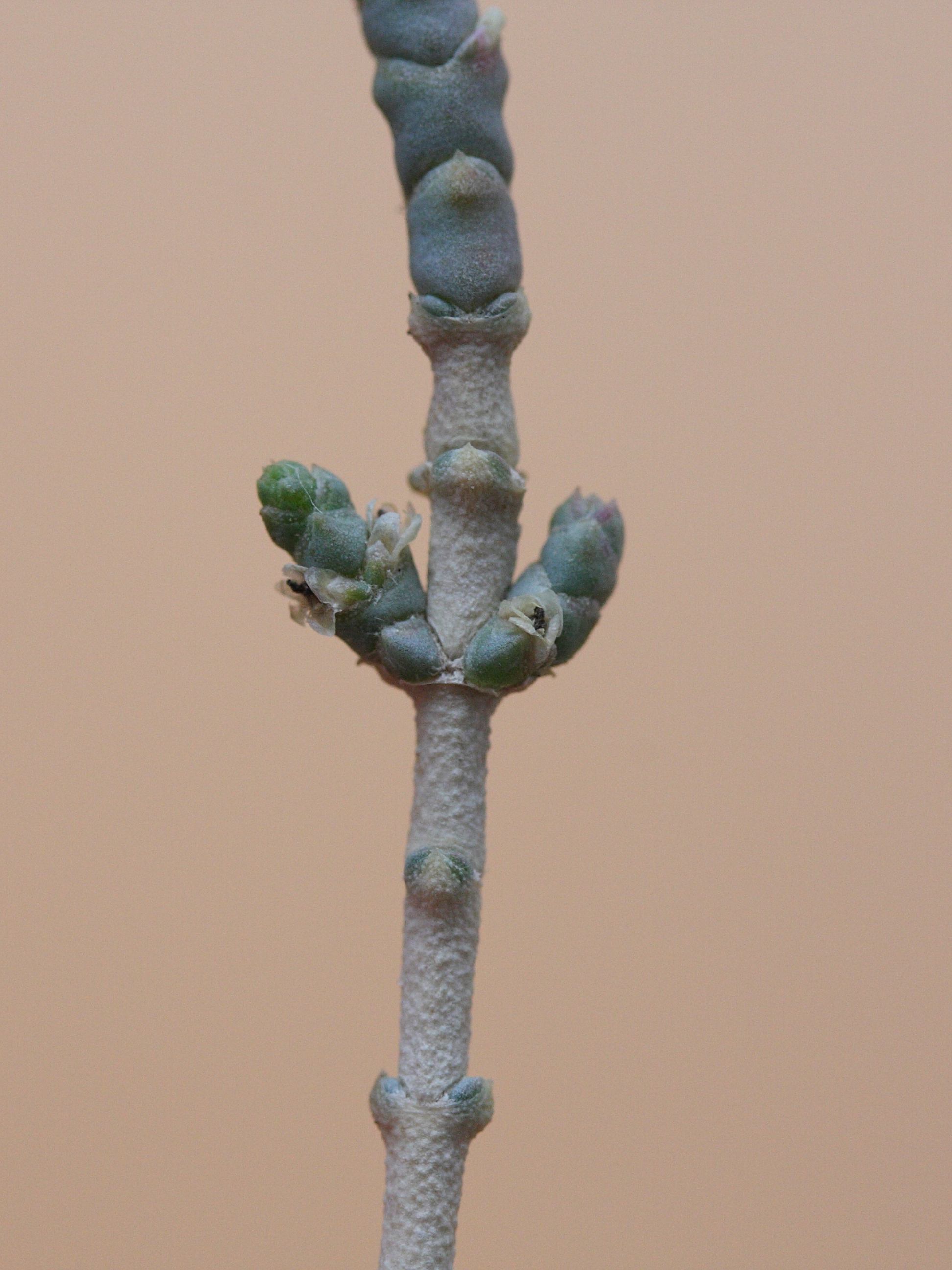 Afficher le média hammada_scoparia4md hammada_scoparia4md