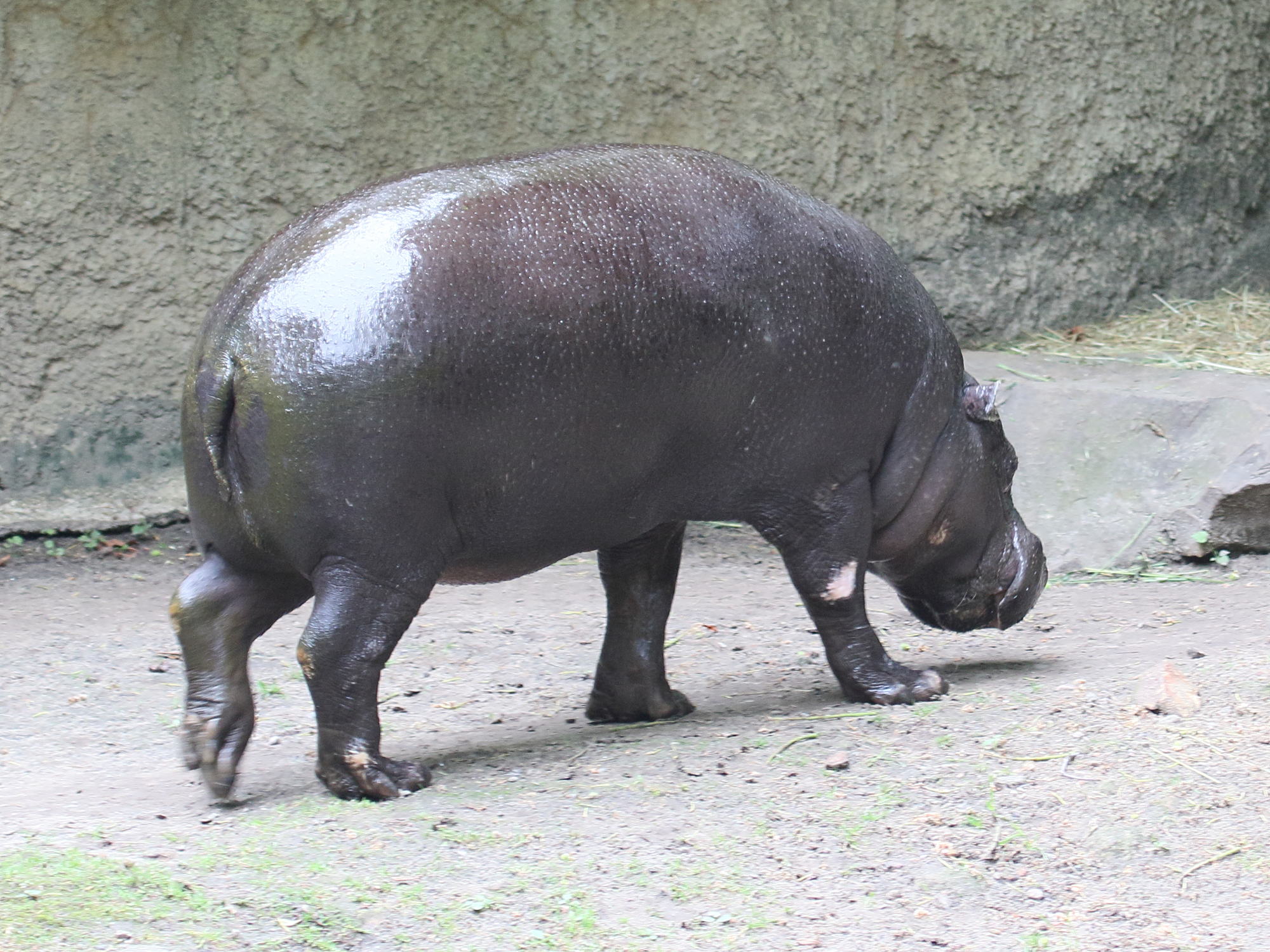 Afficher le média hexaprotodon_liberiensis3bd hexaprotodon_liberiensis3bd