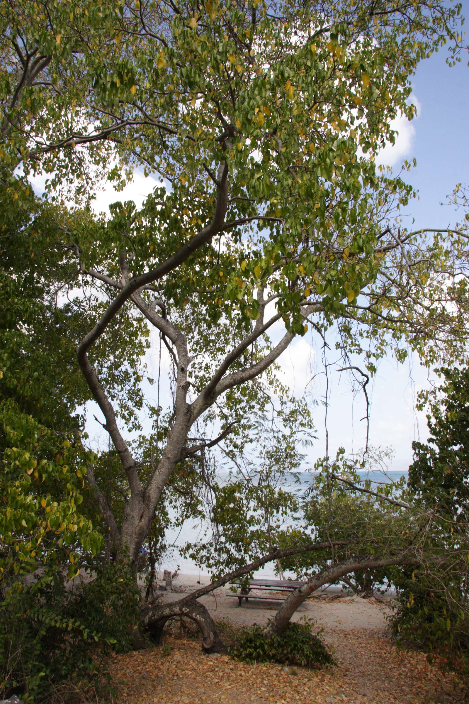 hippomane_mancinella3md