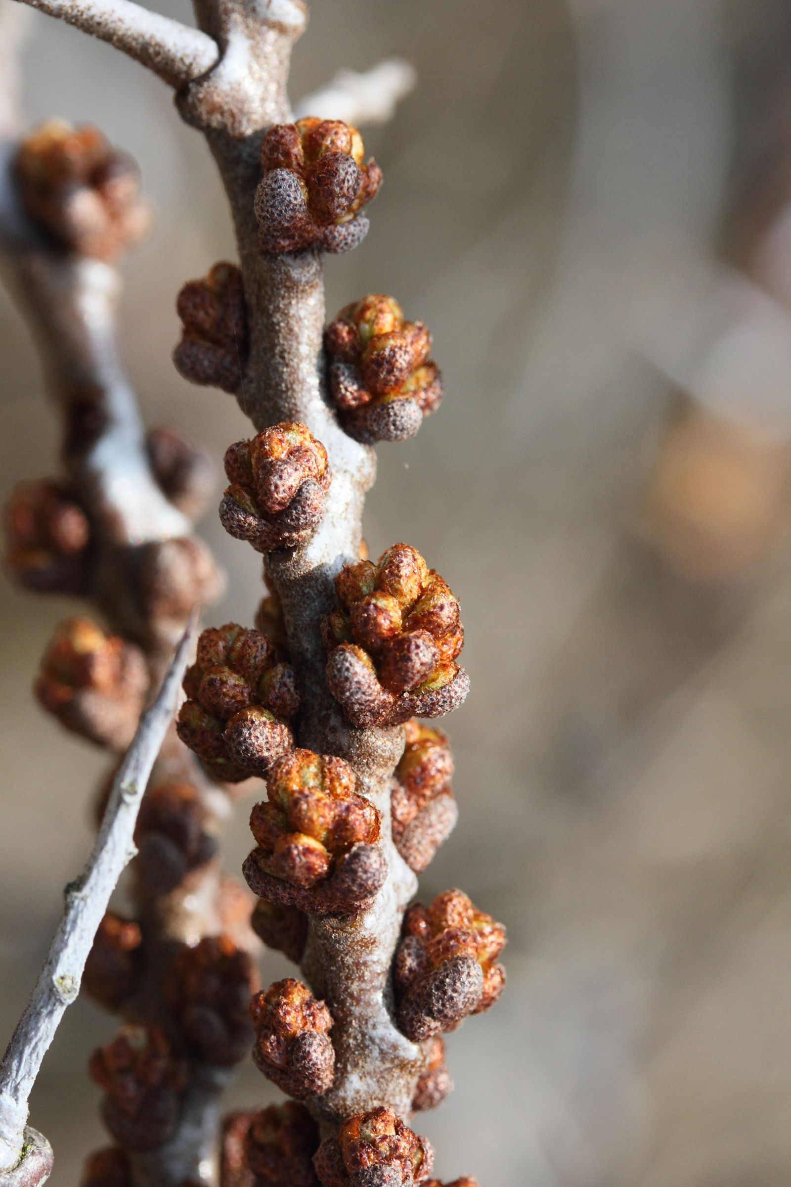 hippophae_rhamnoides6md