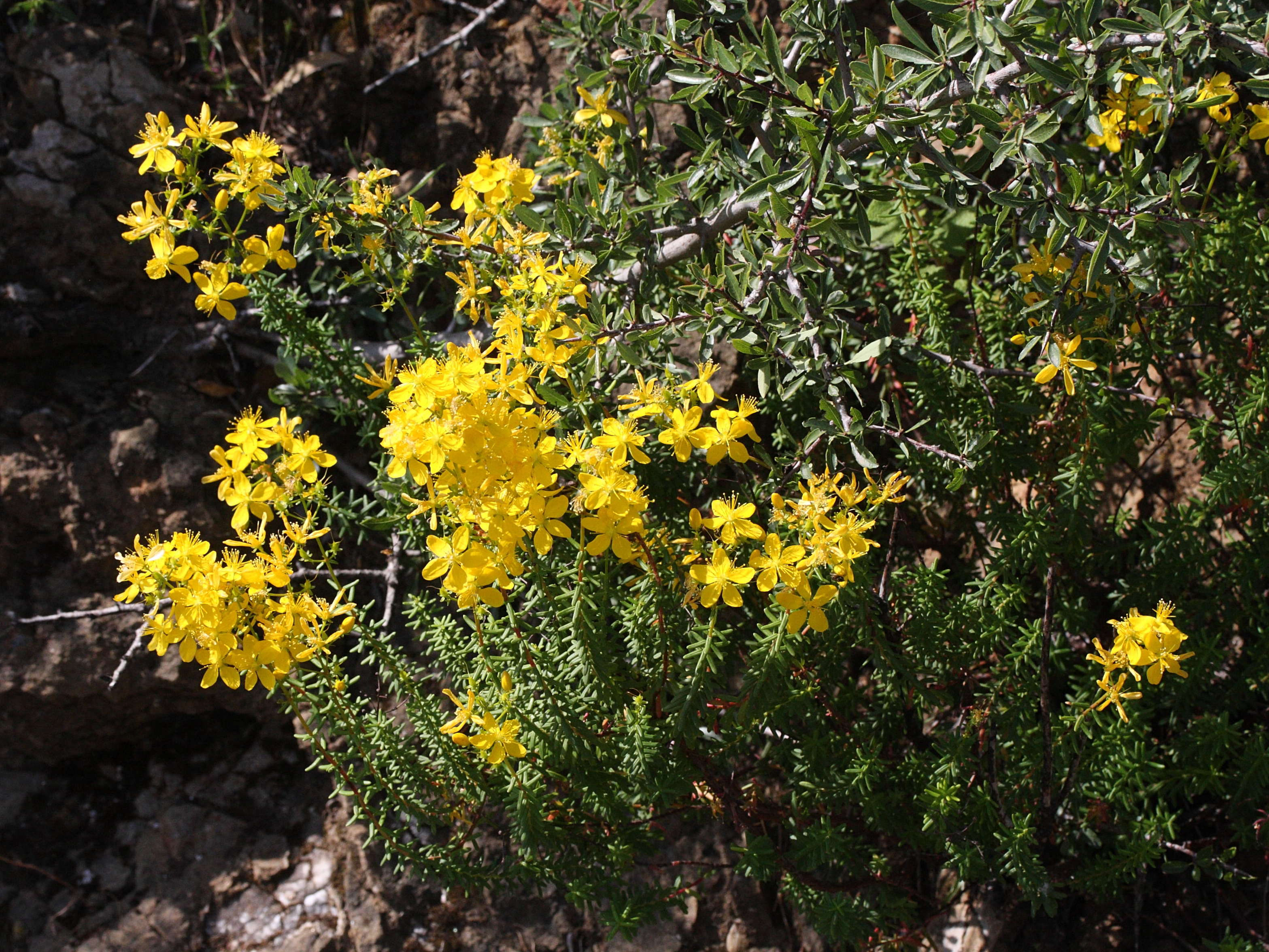 Afficher le média hypericum_empetrifolium4md hypericum_empetrifolium4md