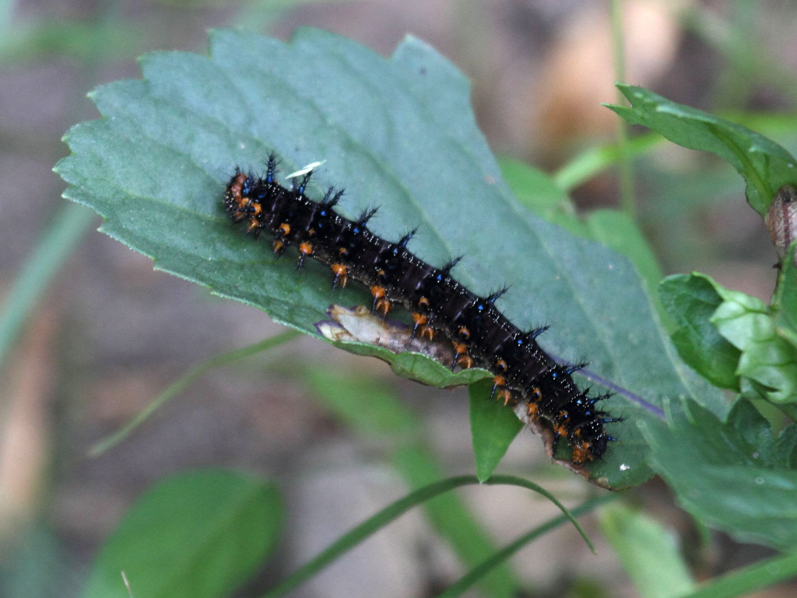 junonia_evarete_ch1bd