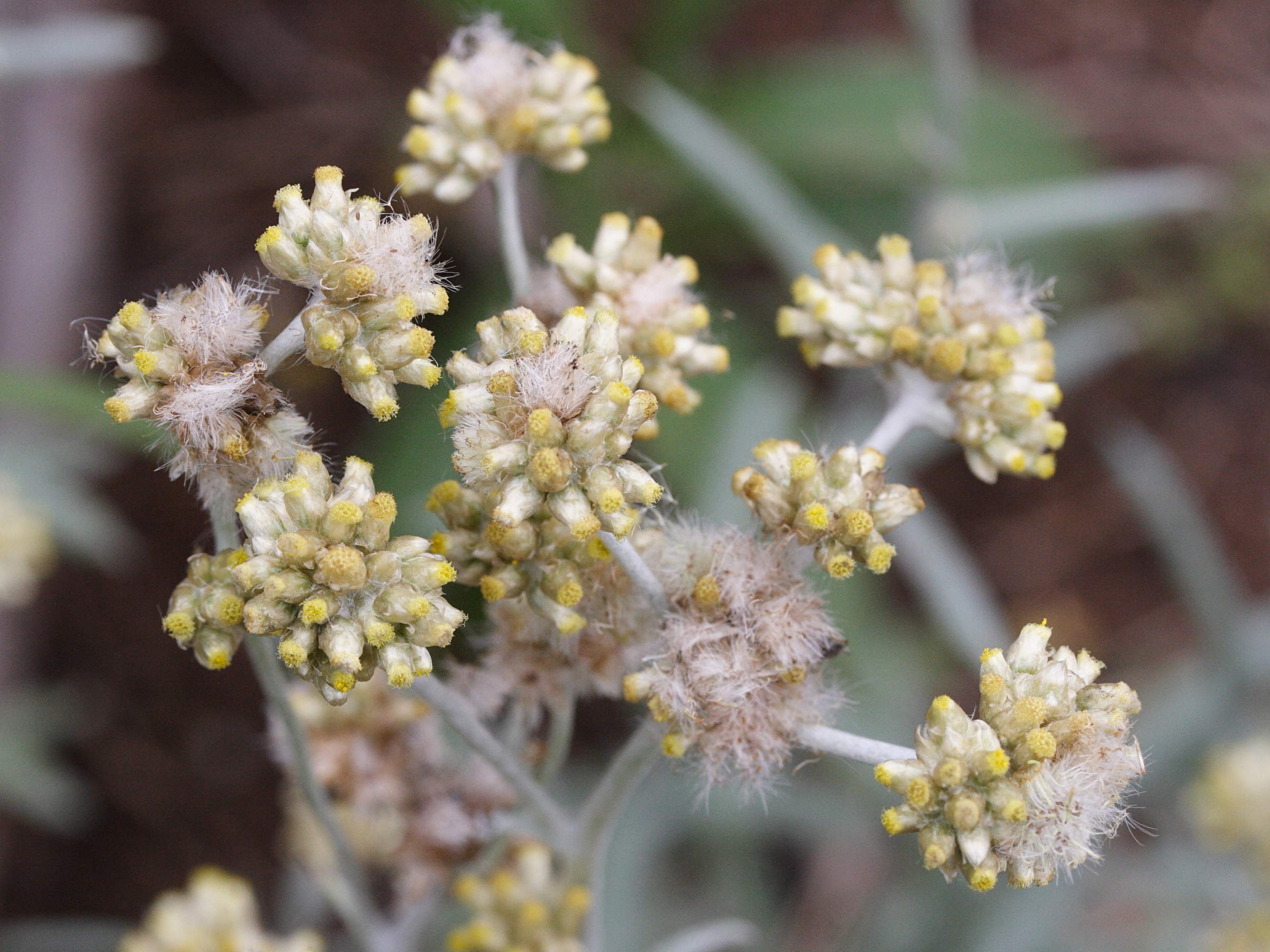 laphangium_luteoalbum2md