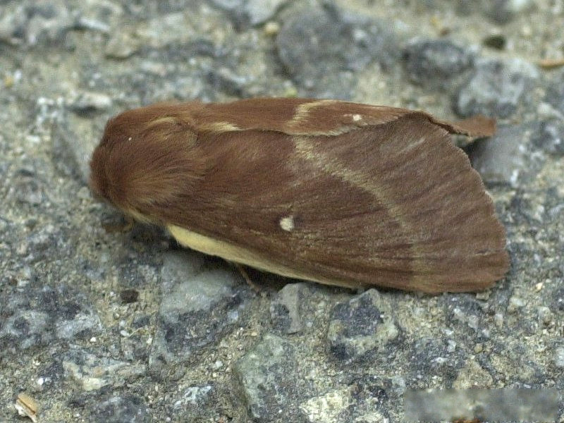 Afficher le média lasiocampa_trifolii1md lasiocampa_trifolii1md