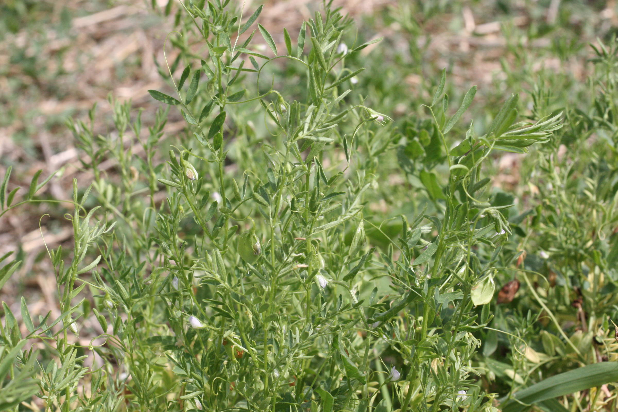 Afficher le média Lens_culinaris Lens_culinaris