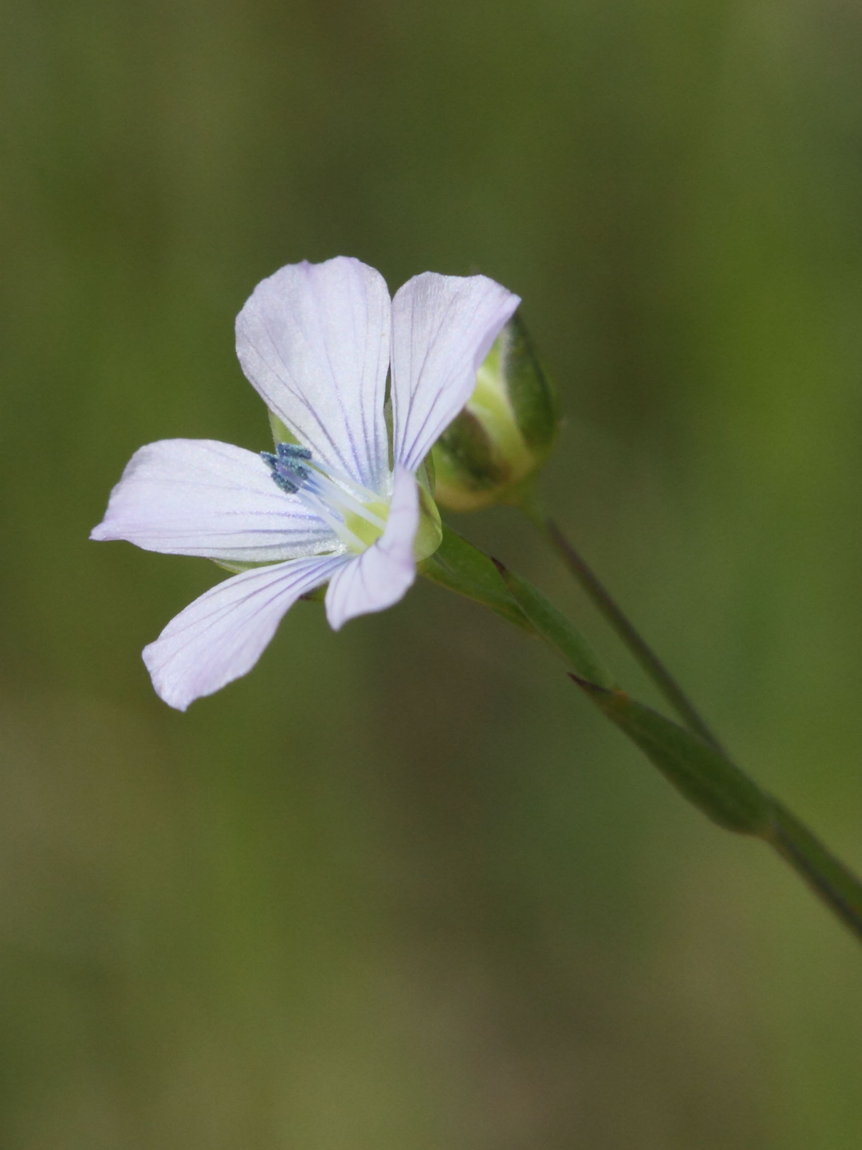 Afficher le média linum_bienne3bd linum_bienne3bd