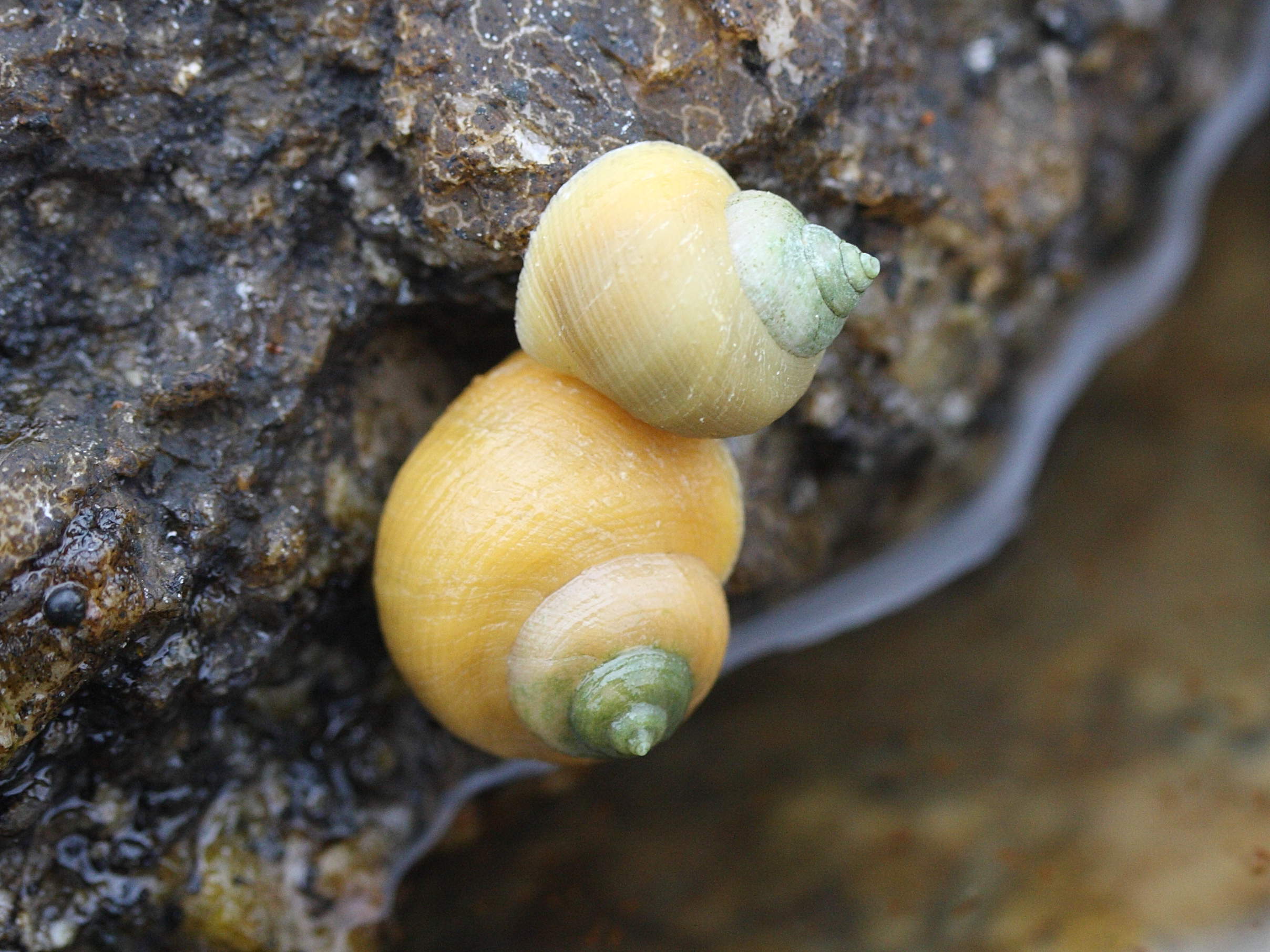 Afficher le média littorina_saxatilis3md littorina_saxatilis3md