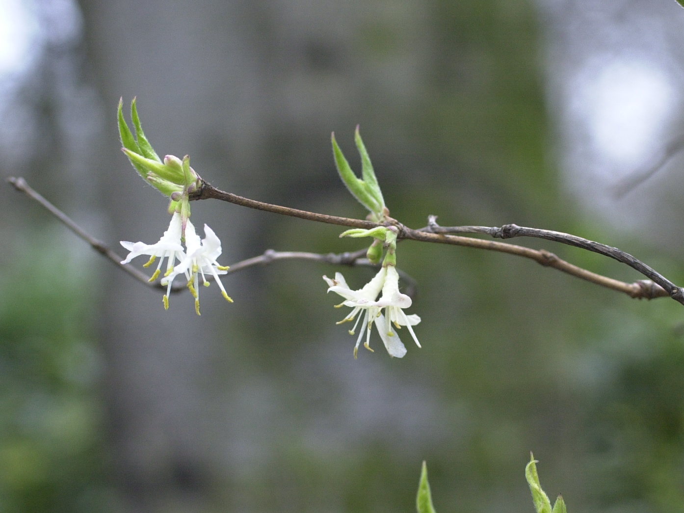 lonicera_xylosteum2md