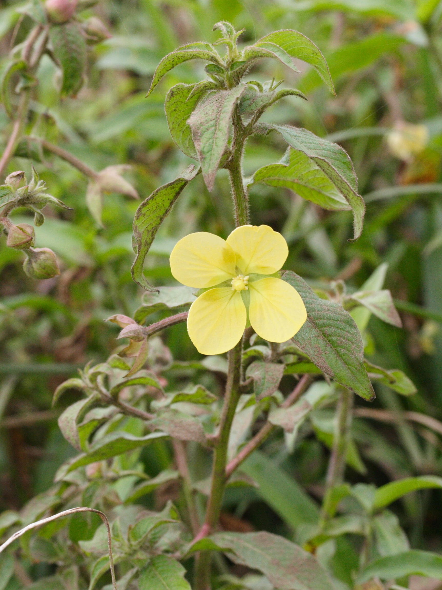 ludwigia_octovalvis1md