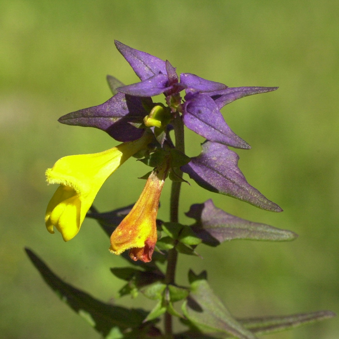 melampyrum_nemorosum2md