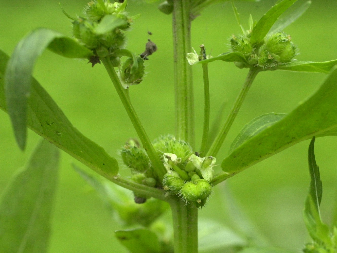 Afficher le média mercurialis_annua3md mercurialis_annua3md