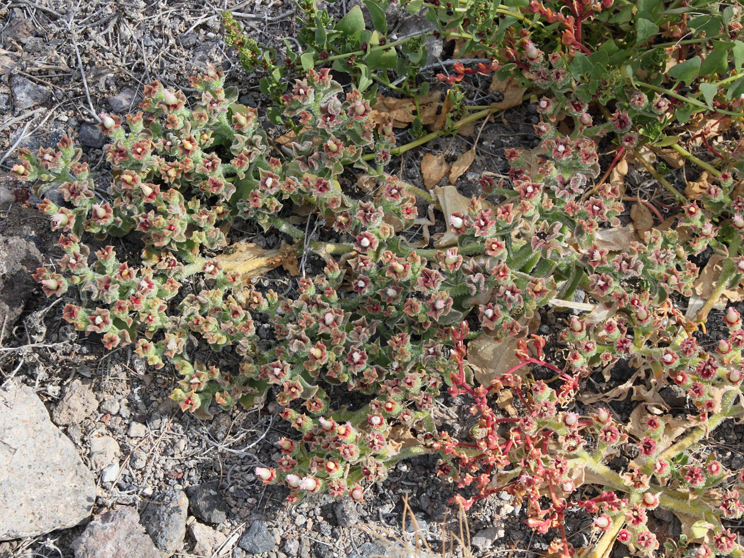 Afficher le média Mesembryanthemum_crystallinum Mesembryanthemum_crystallinum