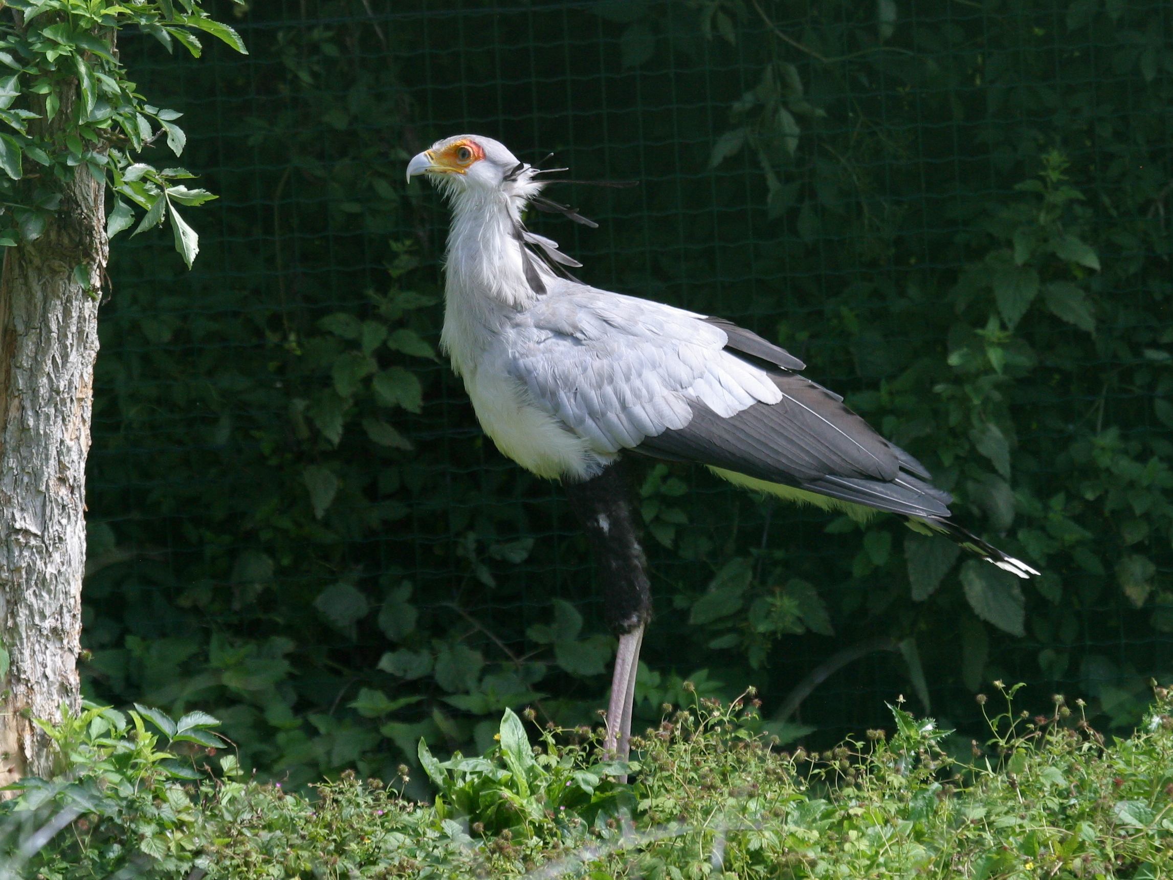 Afficher le média messager_sagittaire_-_sagittarius_serpentarius1bd messager_sagittaire_-_sagittarius_serpentarius1bd