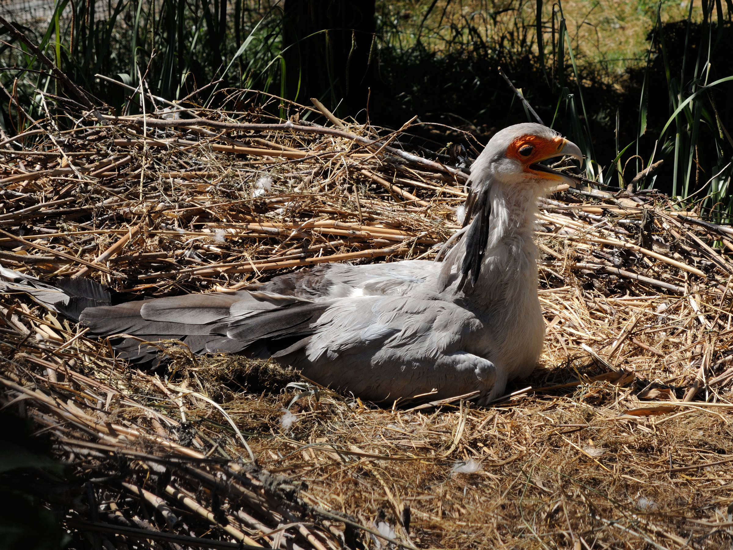 Afficher le média messager_sagittaire_-_sagittarius_serpentarius2md messager_sagittaire_-_sagittarius_serpentarius2md