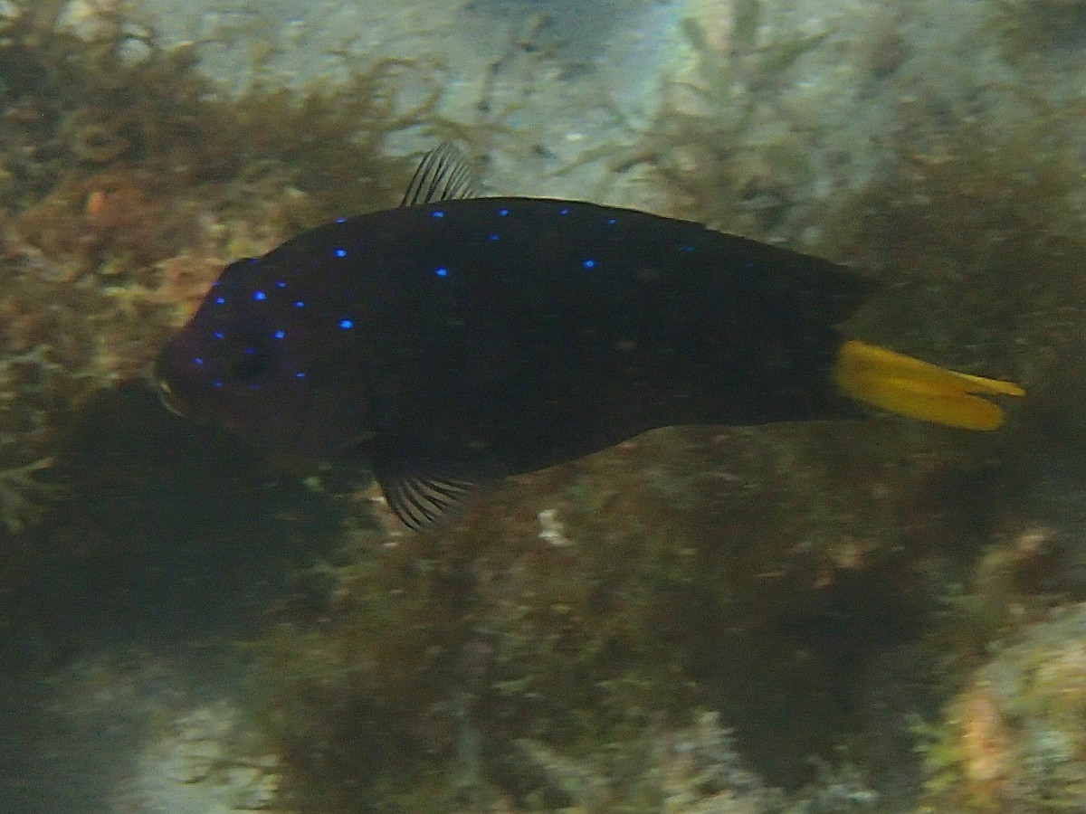 microspathodon_chrysurus3sd