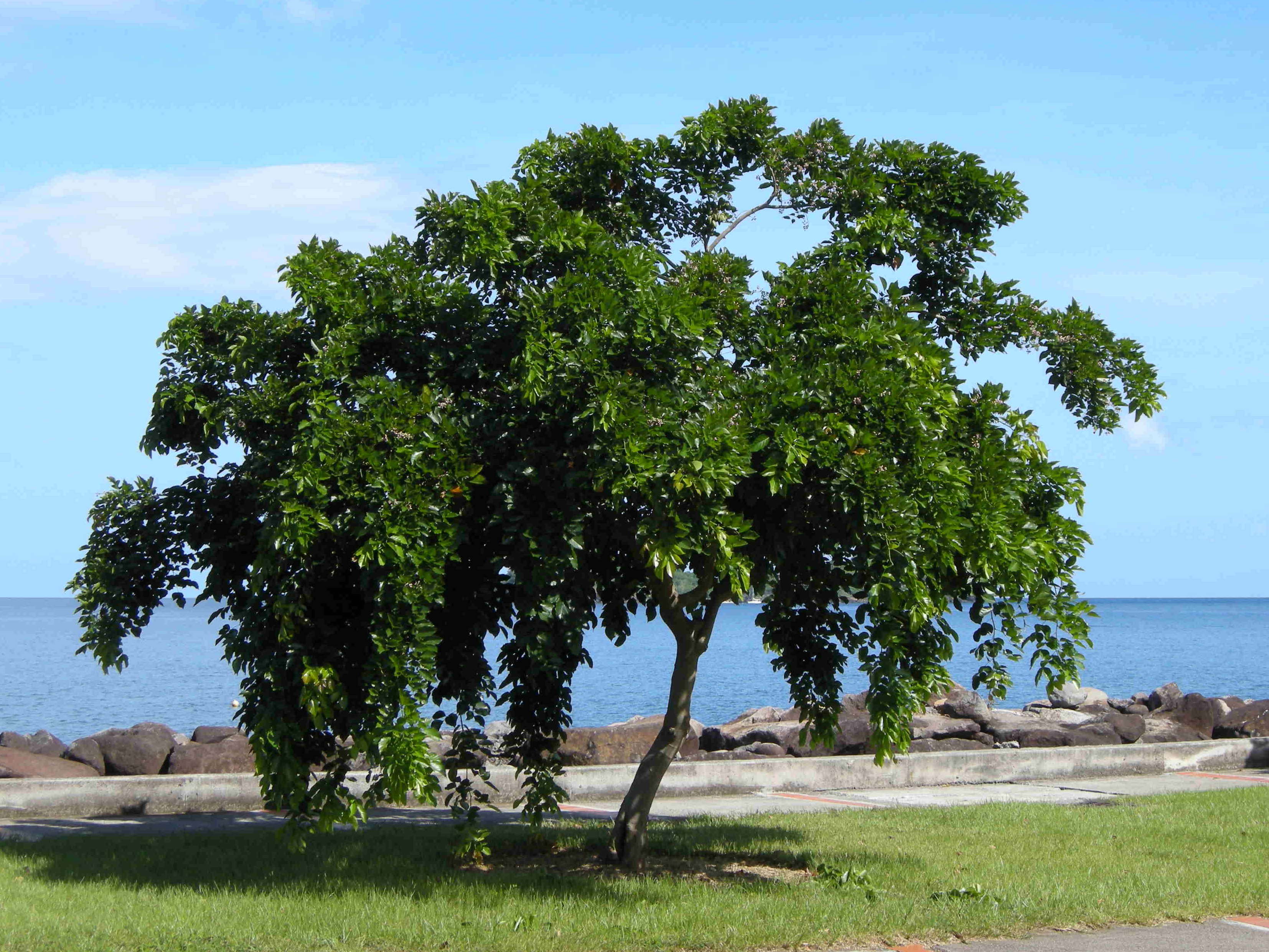 Afficher le média milletia_pinnata1md milletia_pinnata1md