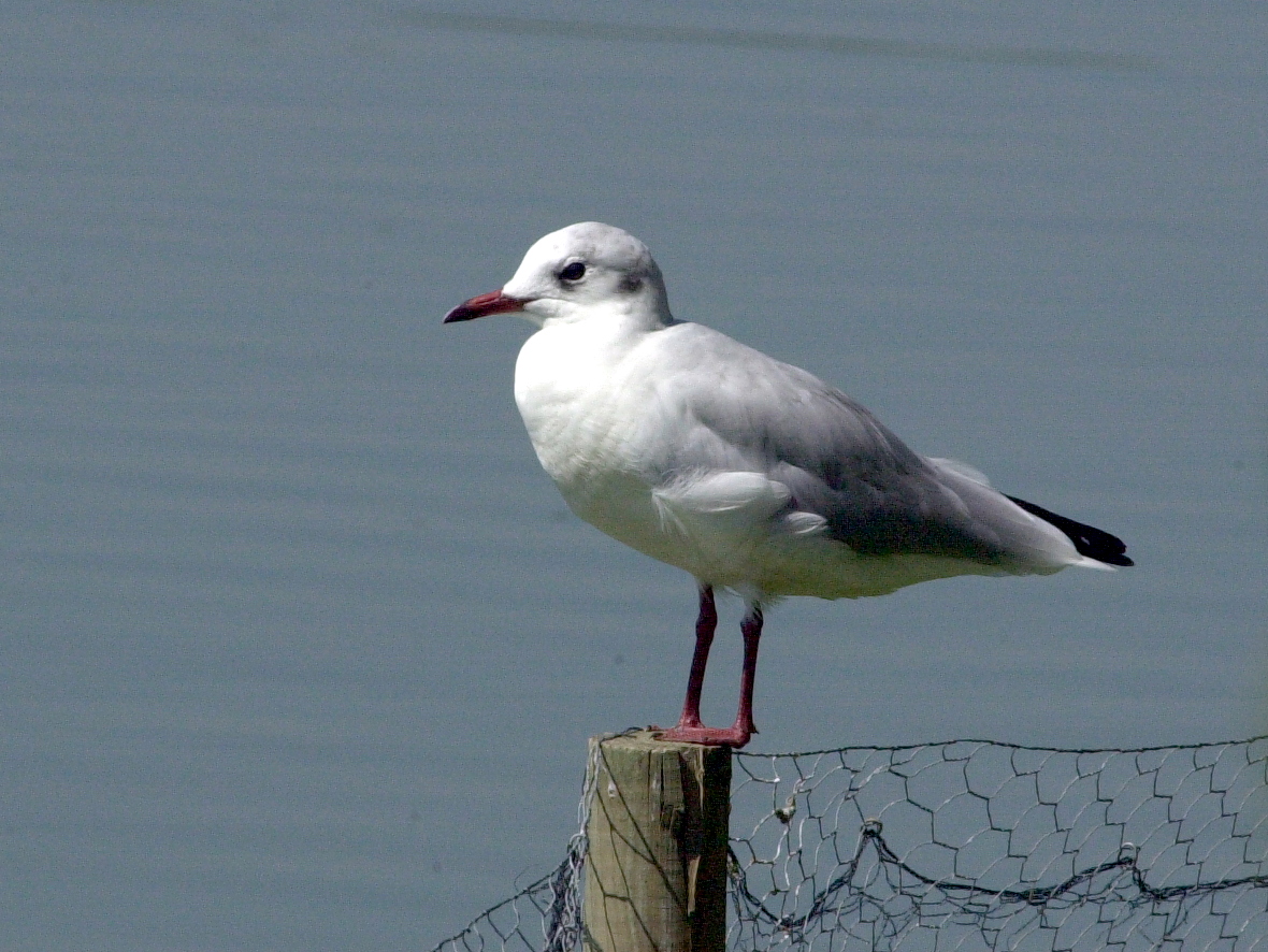 Afficher le média mouette_rieuse_-_chroicocephalus_ridibundus4md mouette_rieuse_-_chroicocephalus_ridibundus4md