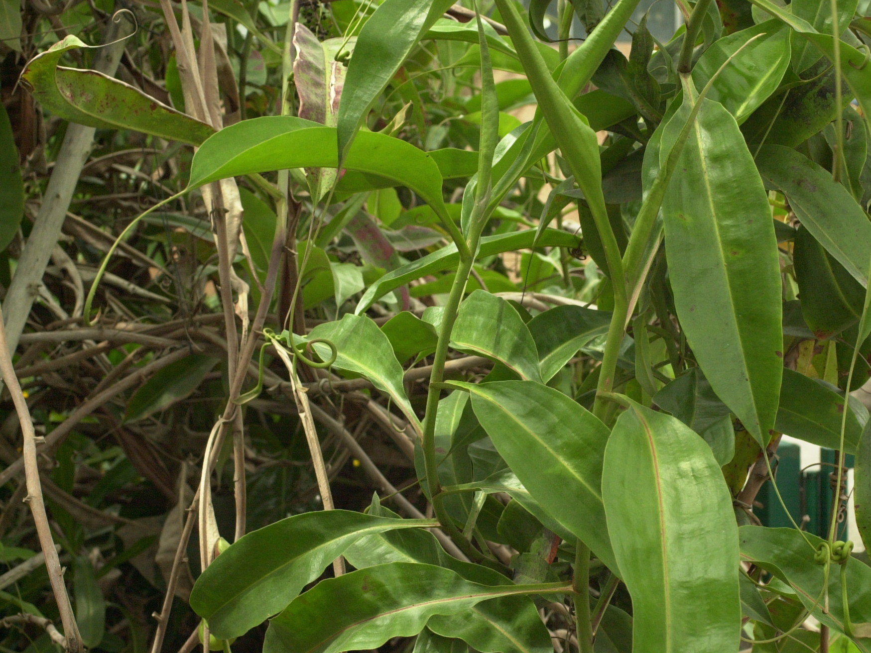 nepenthes_x_coccinea1md