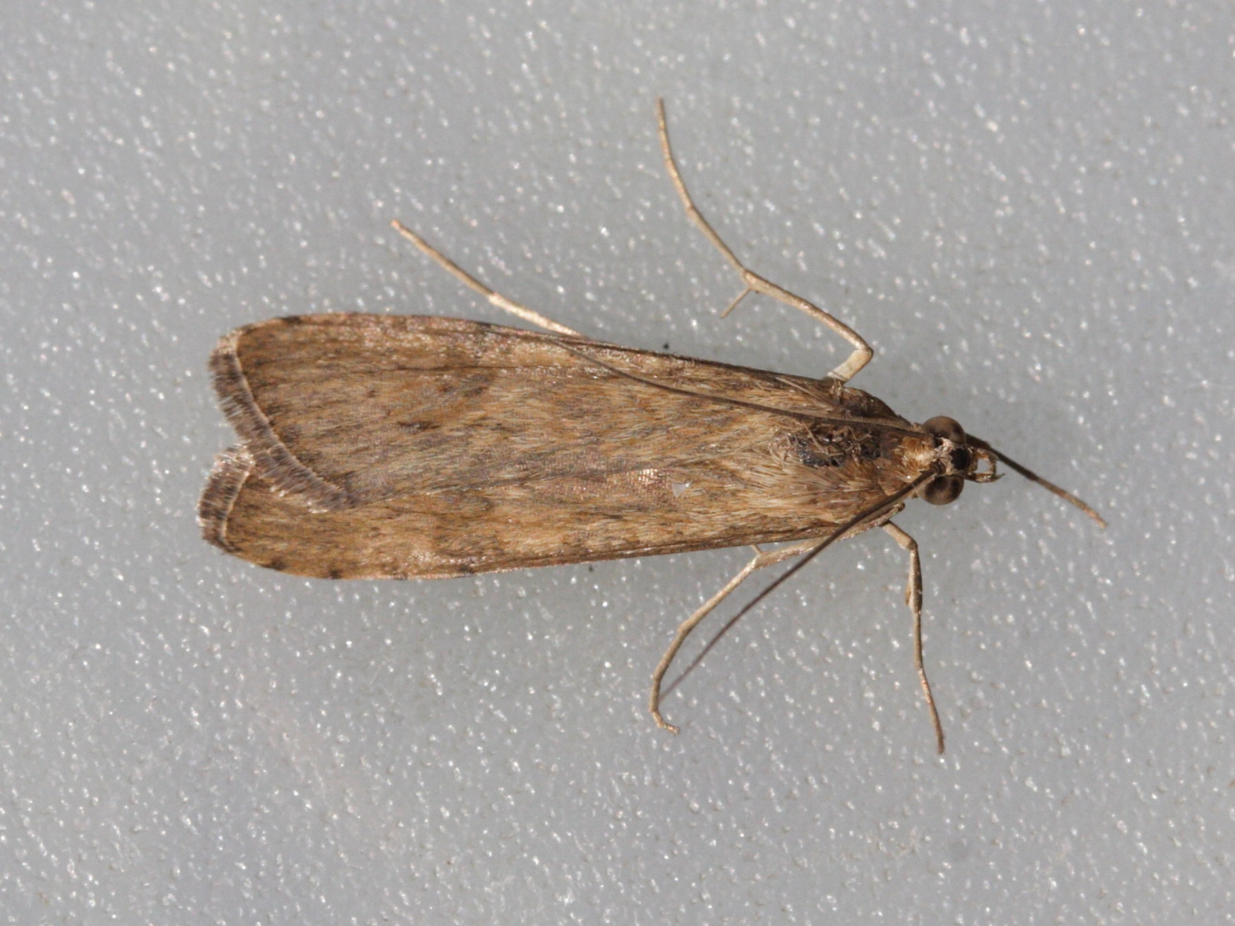 nomophila_noctuella3md