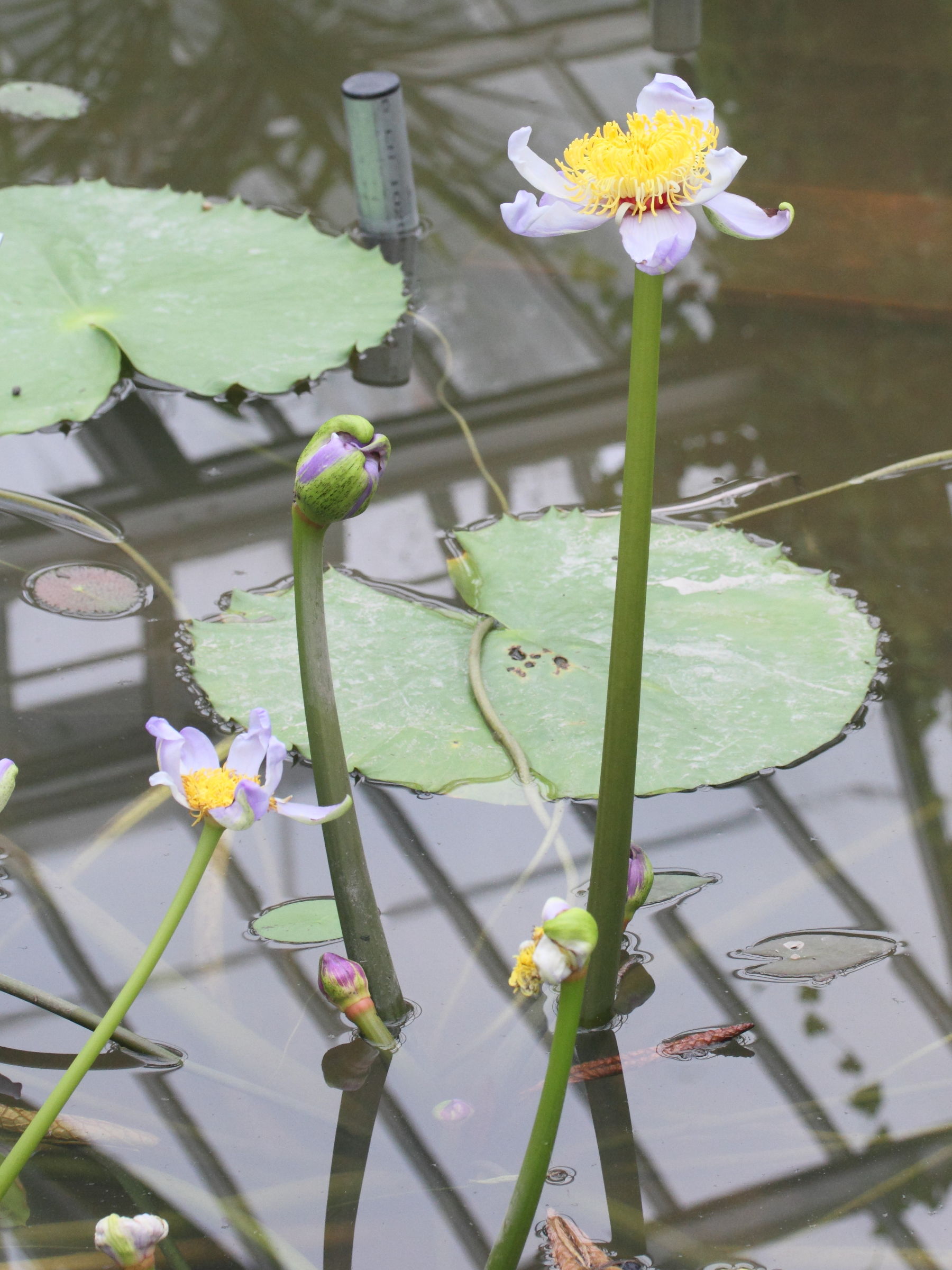 nymphaea_gigantea2md