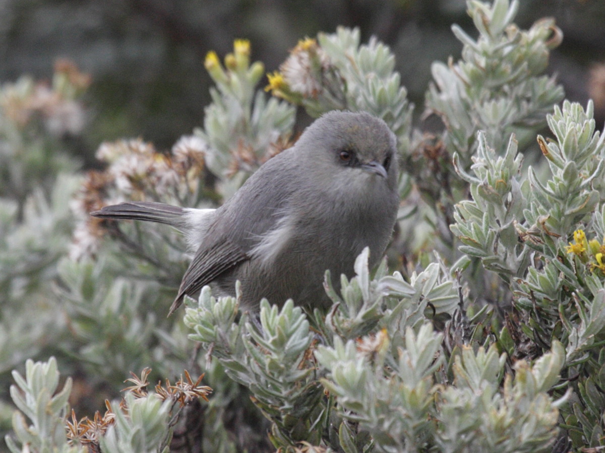 oiseau_lunettes_gris_-_zosterops_b_borbonicus2bd