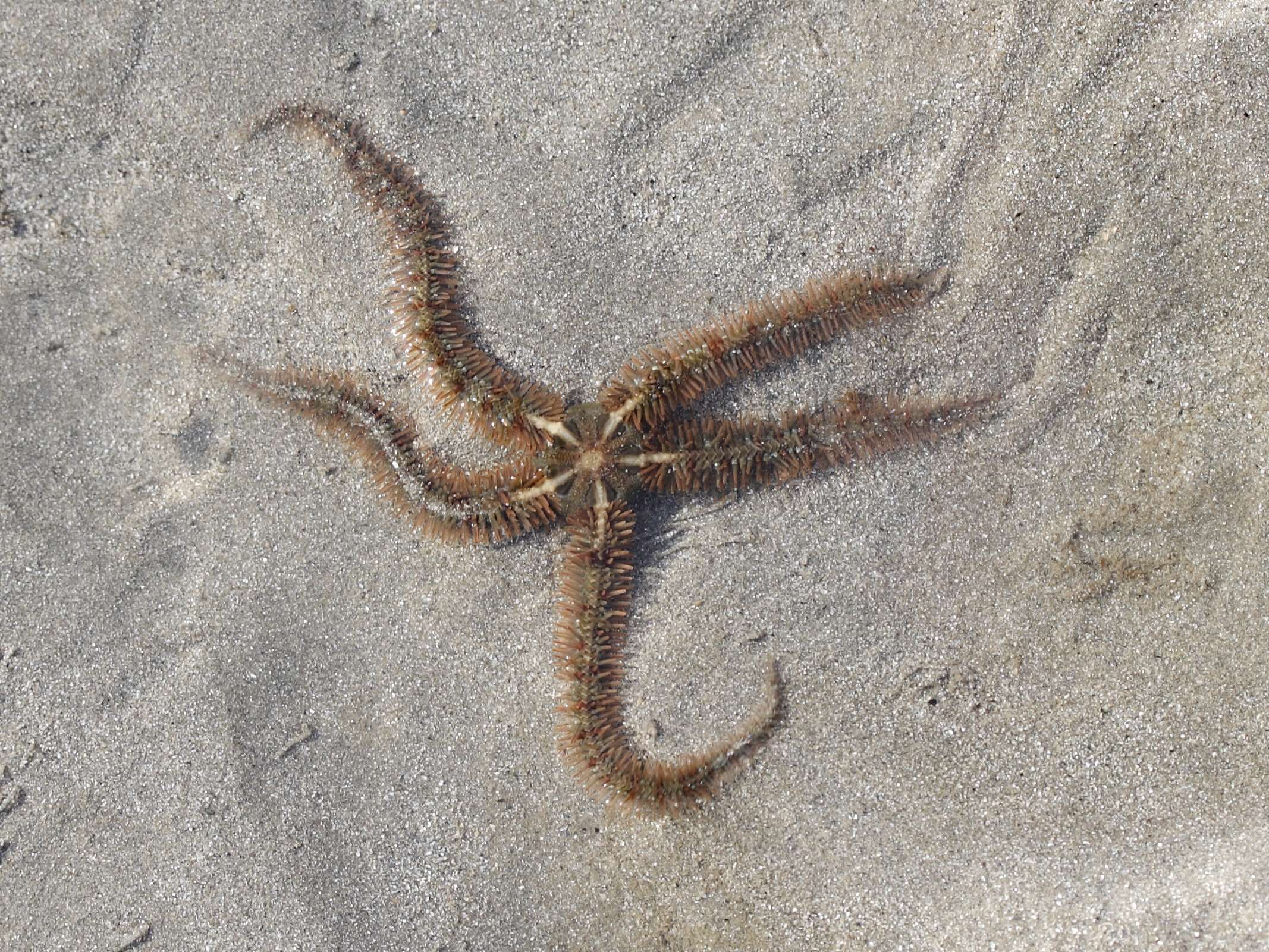 Afficher le média ophiothrix_fragilis ophiothrix_fragilis