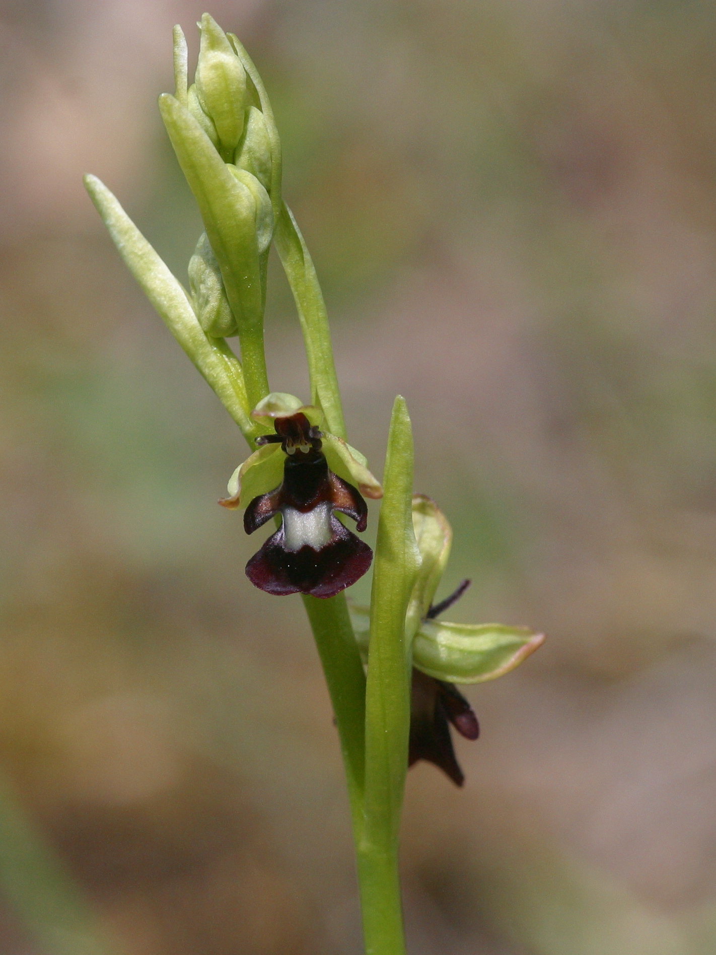 Afficher le média ophrys_insectifera2md ophrys_insectifera2md